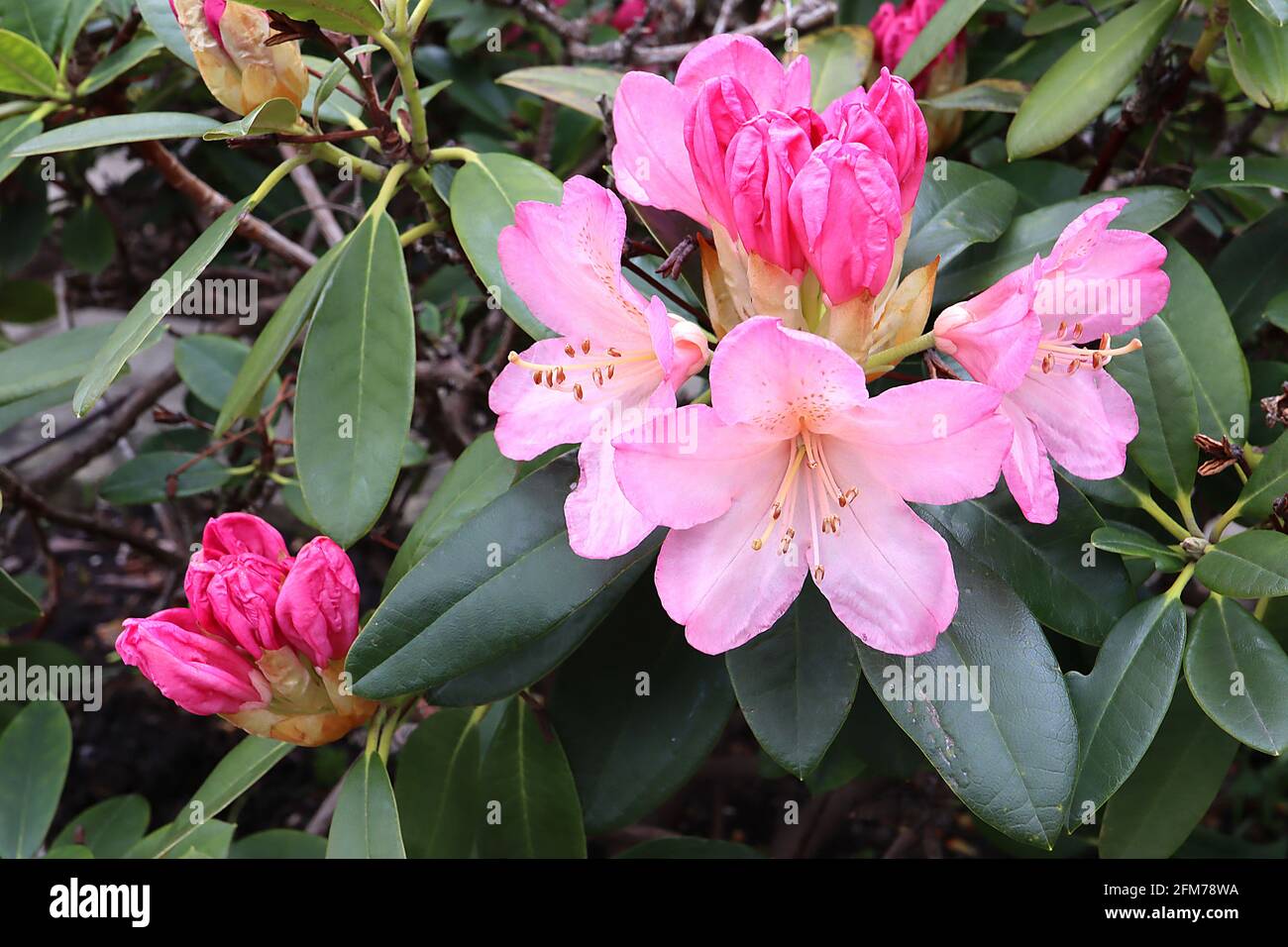 Rhododendron ‘English Roseum’ Pale pink flowers with light brown blotch, dark green oblong leaves,  May, England, UK Stock Photo