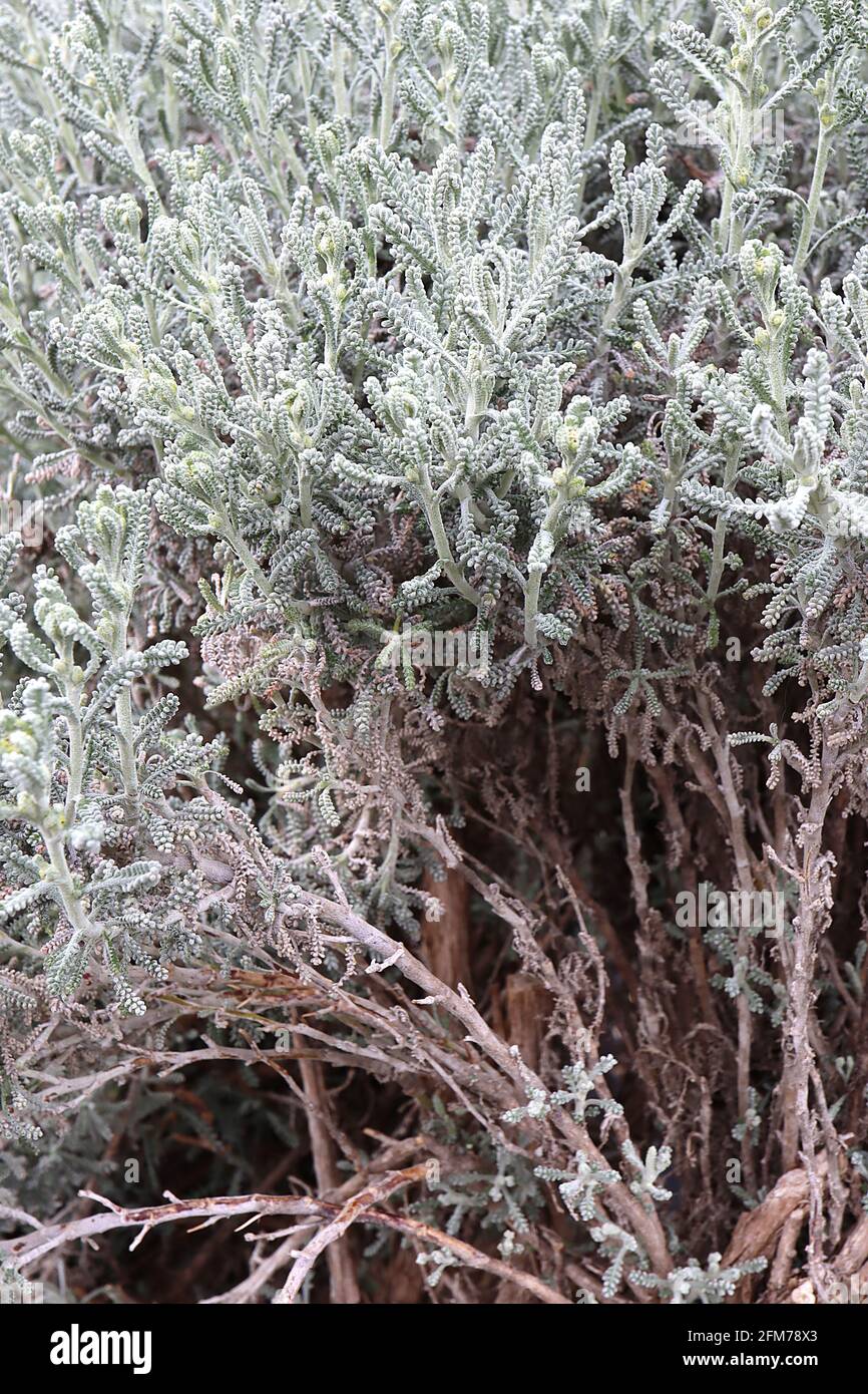 Santolina chamaecyparissus Cotton lavender – woolly-like dense grey leaves,  May, England, UK Stock Photo