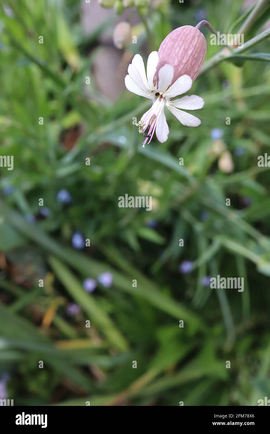 Silene vulgaris bladder campion – white spoon-shaped petals emerging from large purple calyx,  May, England, UK Stock Photo