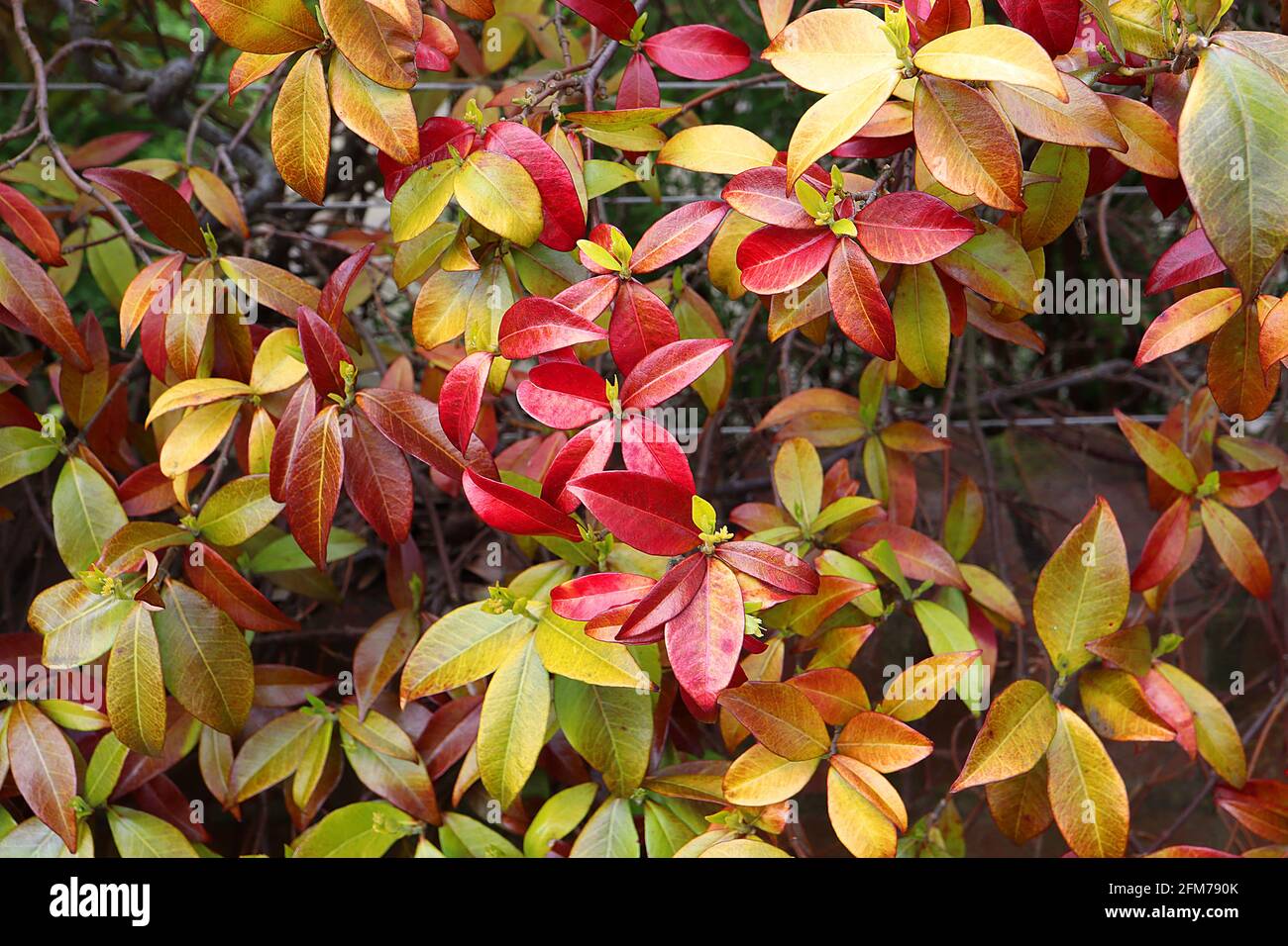 Trachelospermum jasminoides Star Jasmine – pinnate glossy red and bronze spring leaves May, England, UK Stock Photo