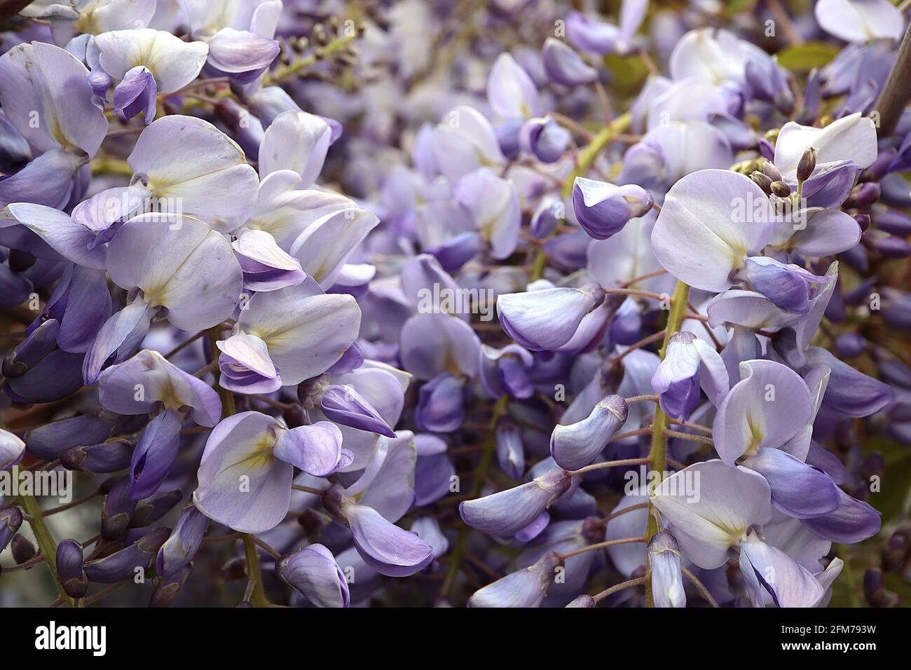 wisteria floribunda 5 JAPANESE WISTERIA Floribunda Flower Purple Ornamental Vine Climber Seeds main image 0