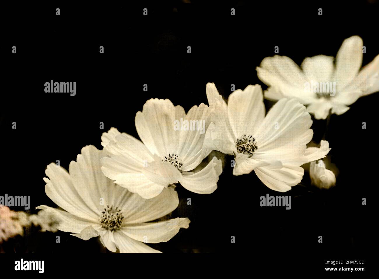 Cosmos black hi-res stock photography and images - Alamy