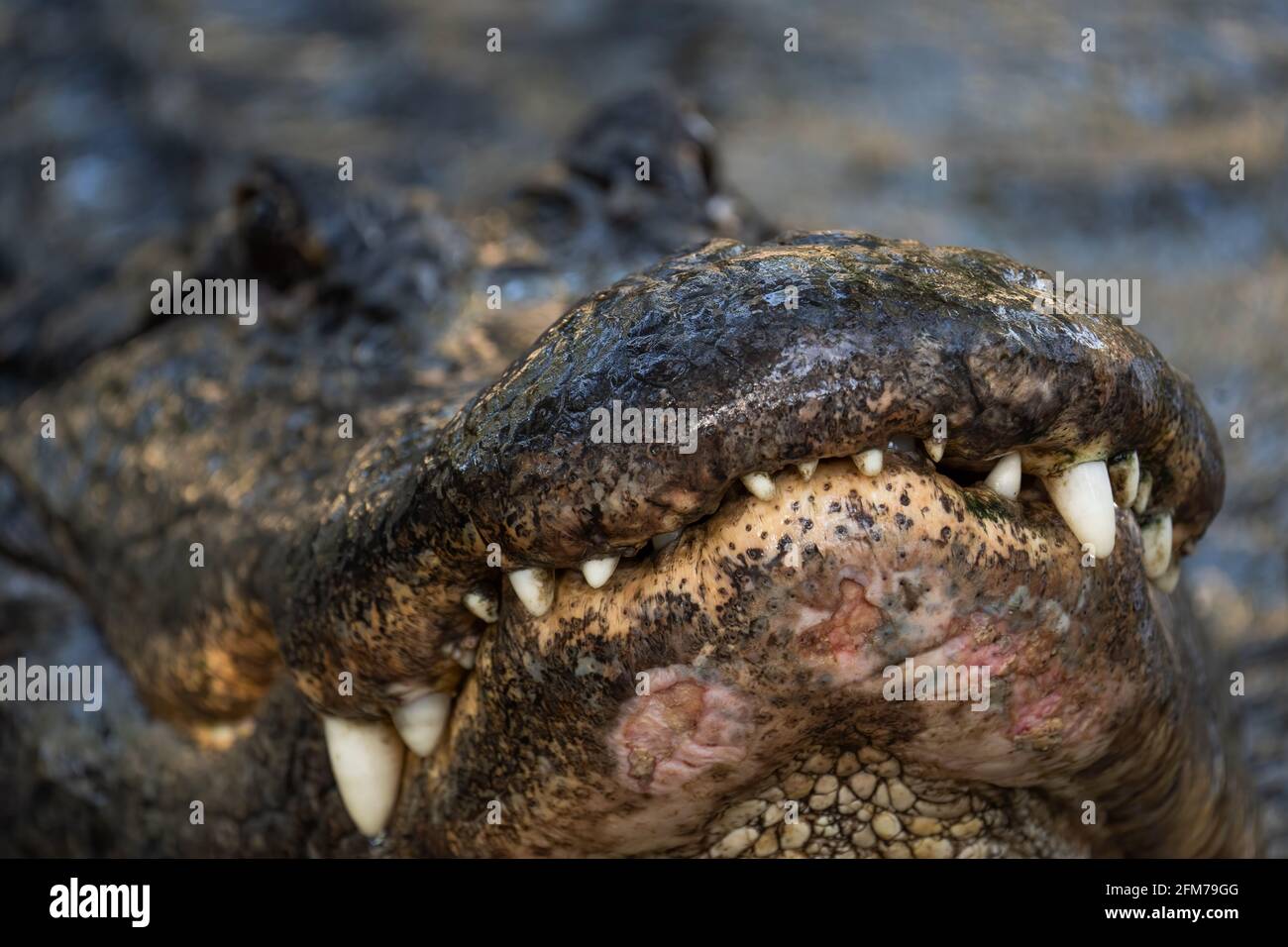 American Alligator Stock Photo