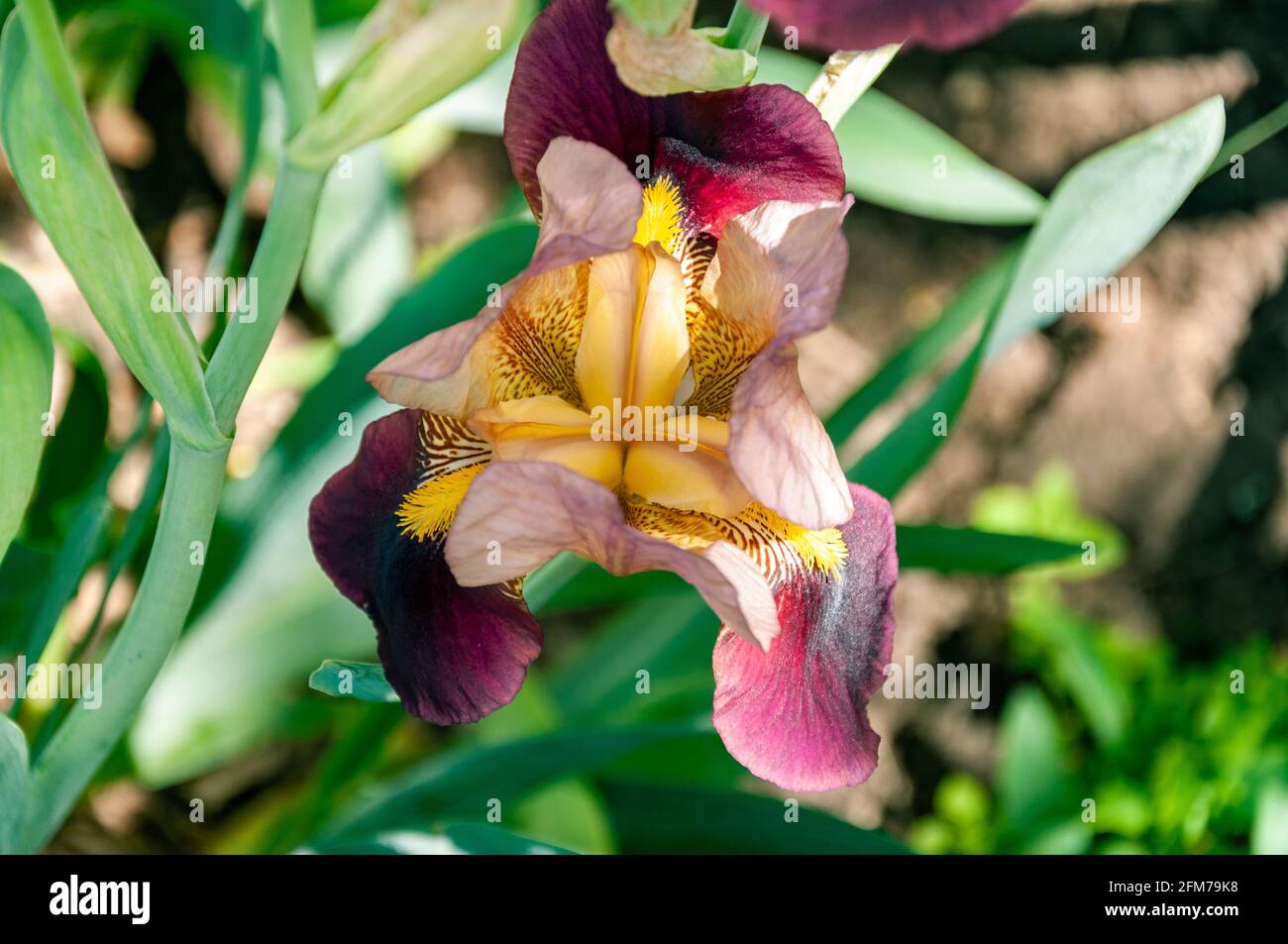 Close-up photo of Iris flower Iridaceae family. Blooming Iris Dark Purple Color Stock Photo