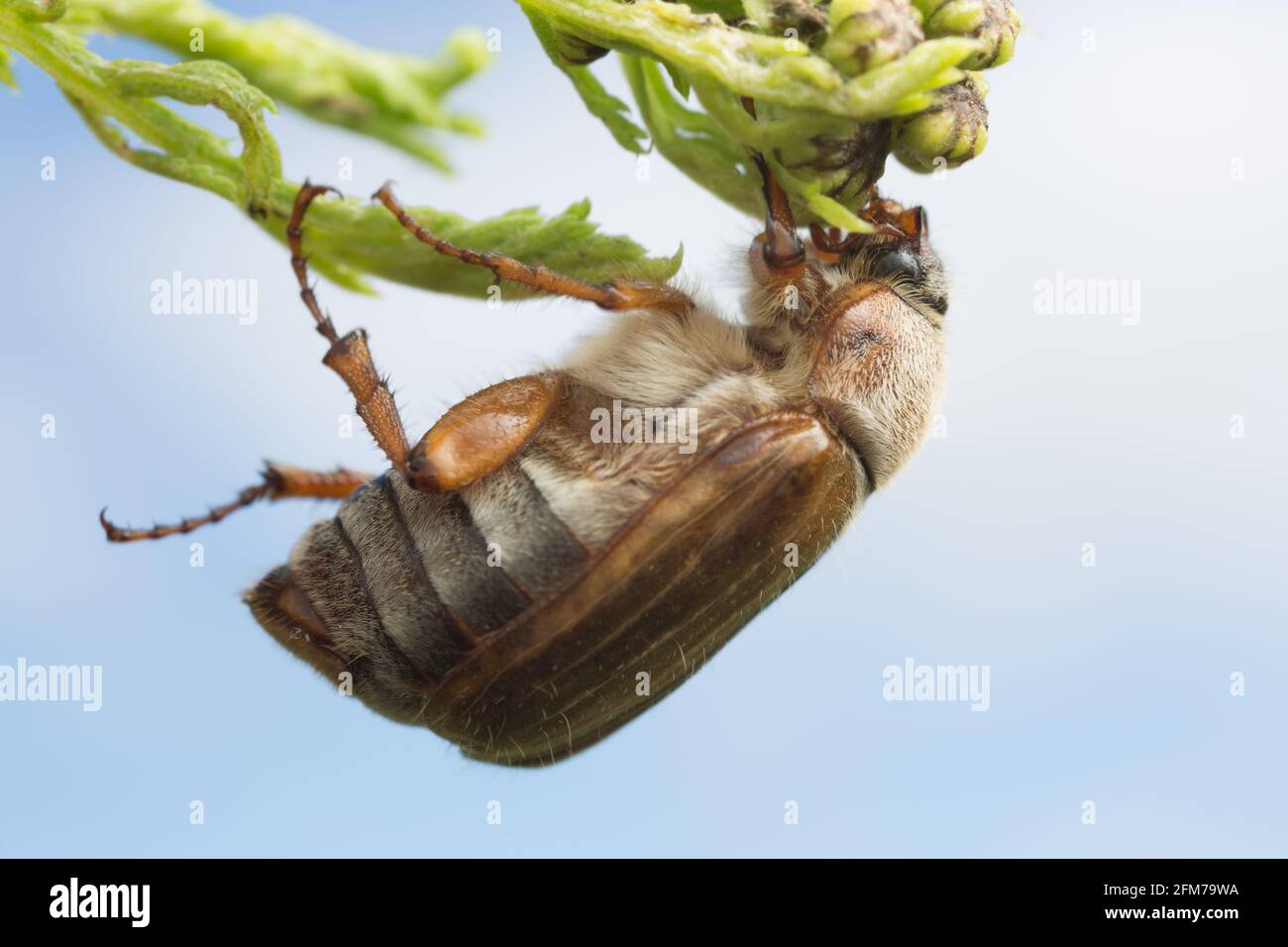 Macro photo of a european june beetle, Amphimallon solstitiale on plant, this insect can be a pest Stock Photo