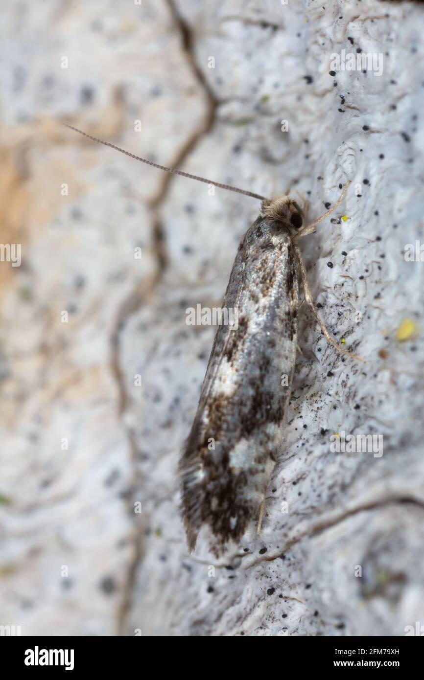 Small moth camouflaged on oak bark photographed with high magnification Stock Photo