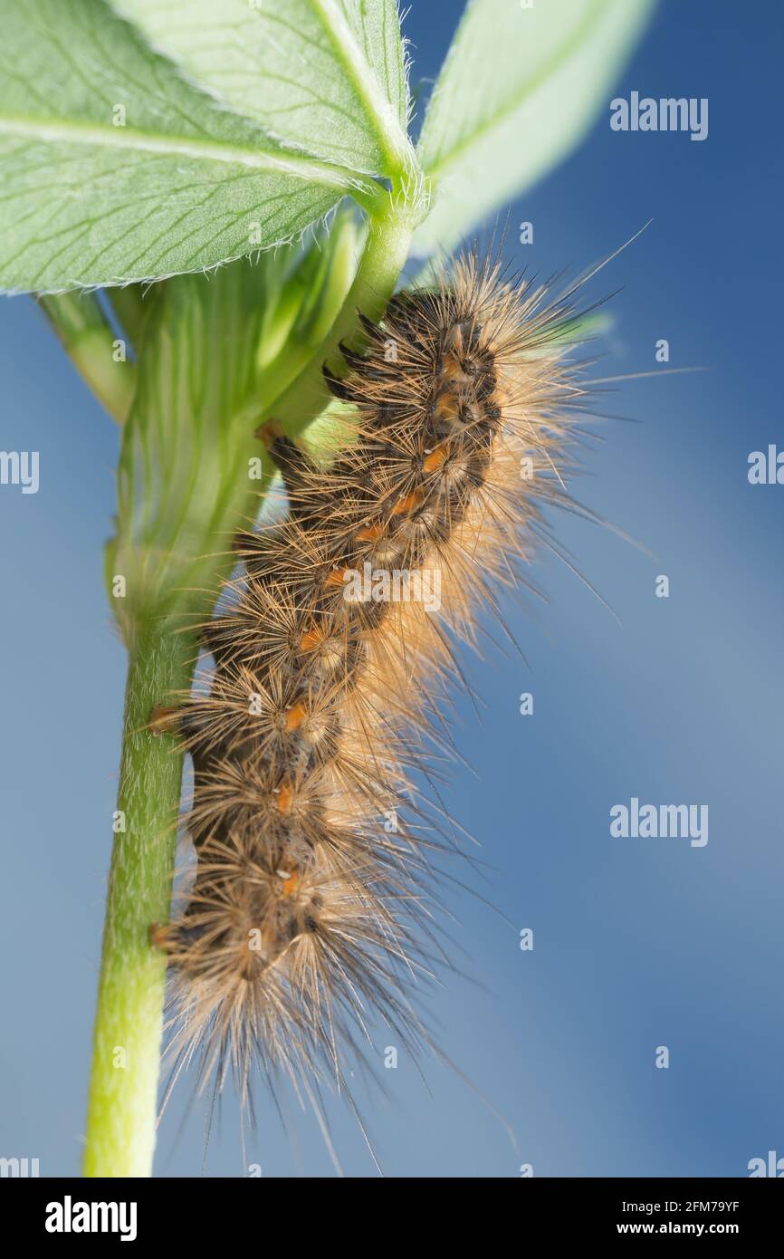Larva on stem, macro photo Stock Photo