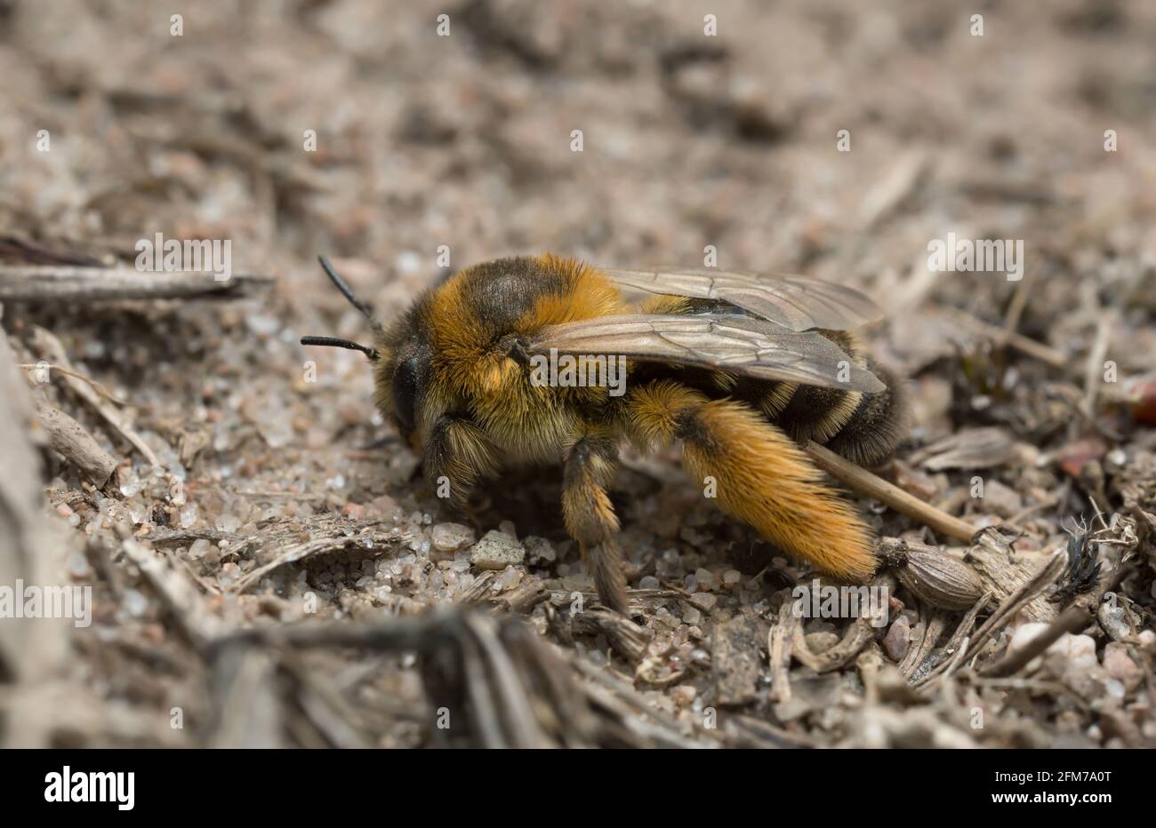 Female pantaloon bee, Dasypoda hirtipes on sand Stock Photo