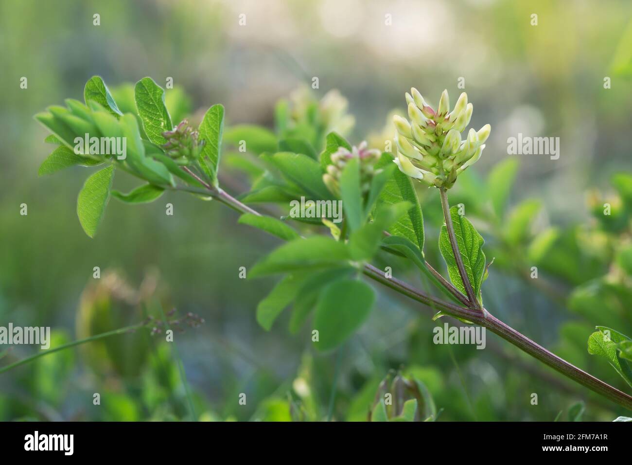 Blooming liquorice milkvetch, Astragalus glycyphyllos Stock Photo