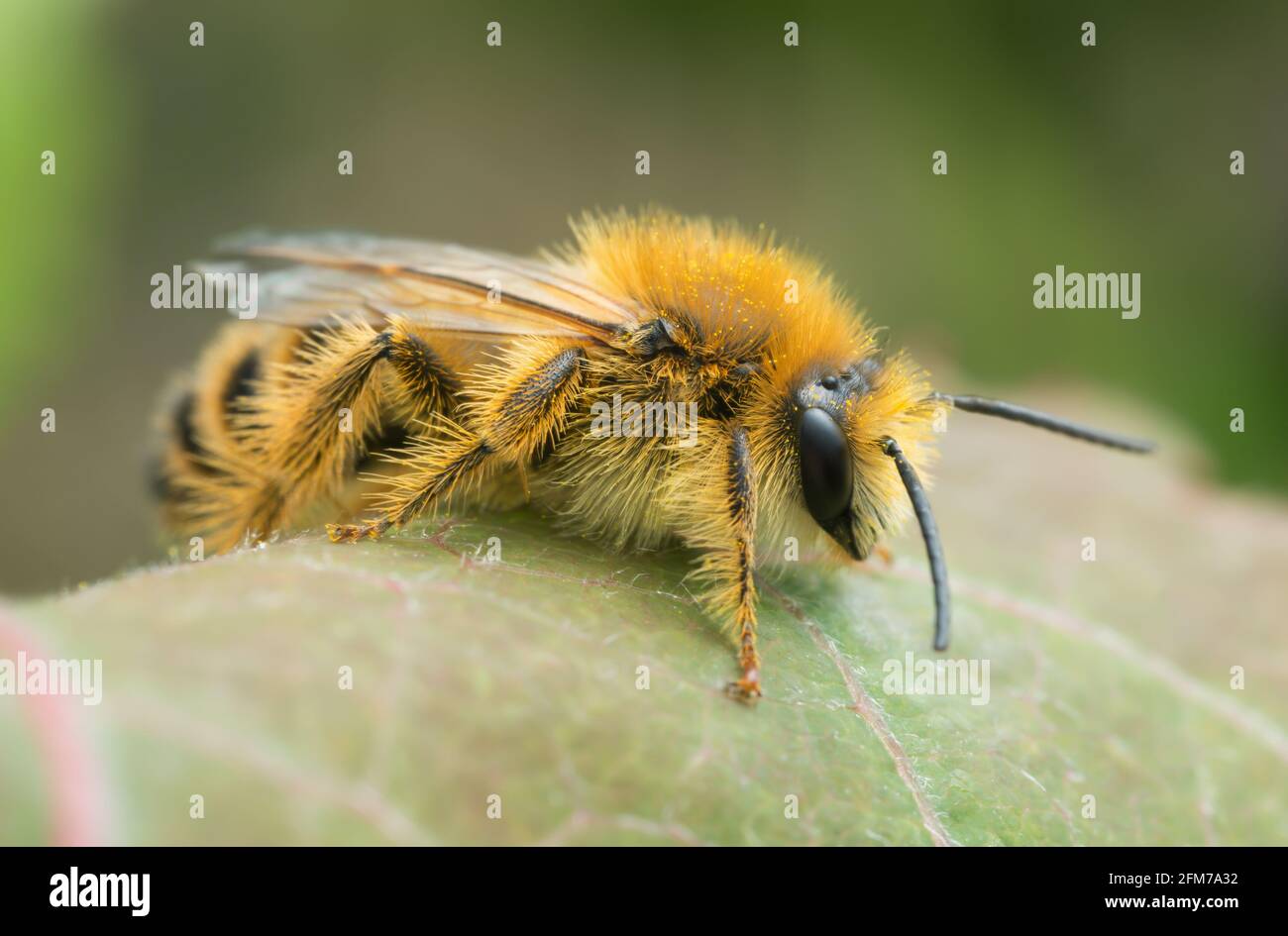 Male pantaloon bee, Dasypoda hirtipes on leaf Stock Photo