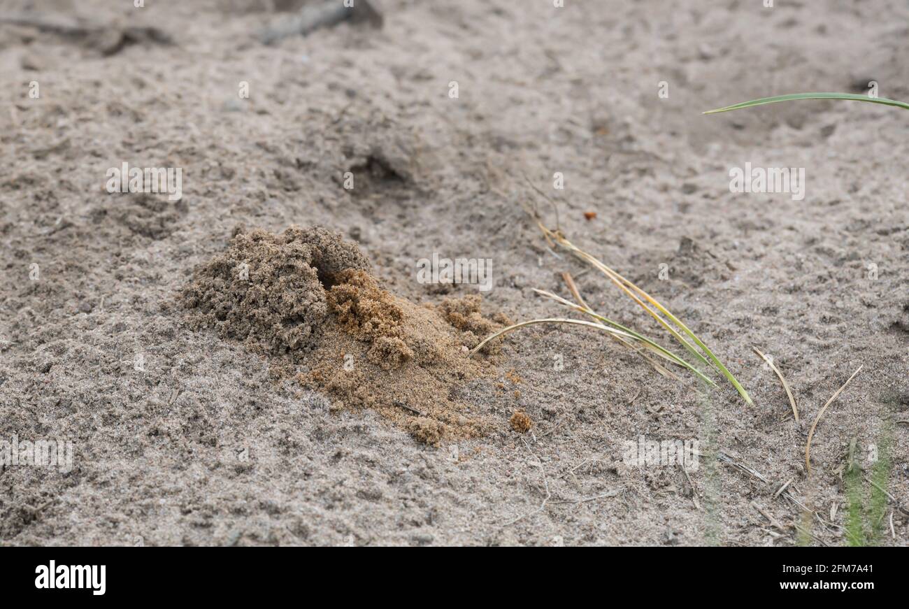Burrow of the pantaloon bee, Dasypoda hirtipes in sand Stock Photo
