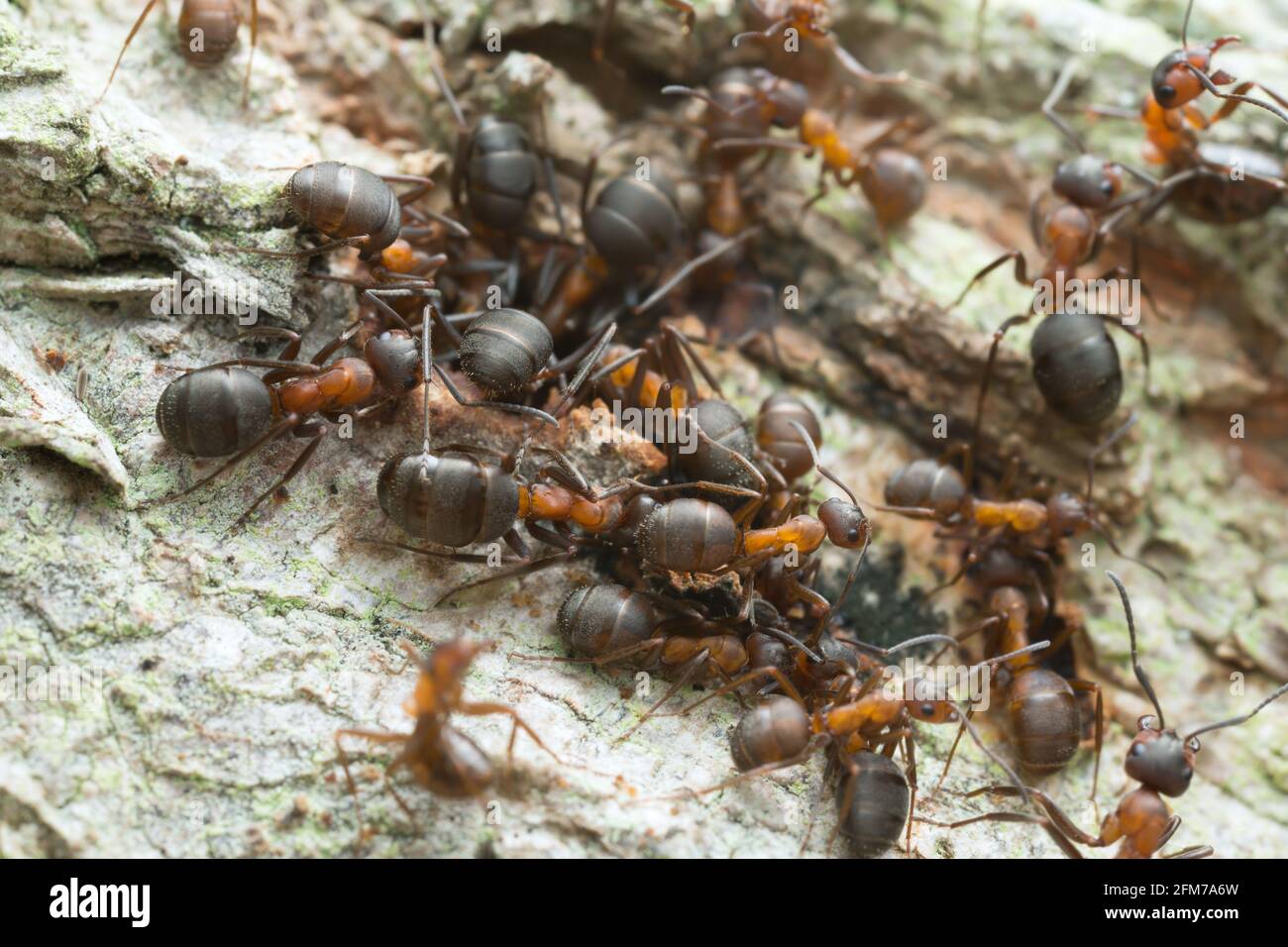 Many wood ants, Formica ants on wood Stock Photo