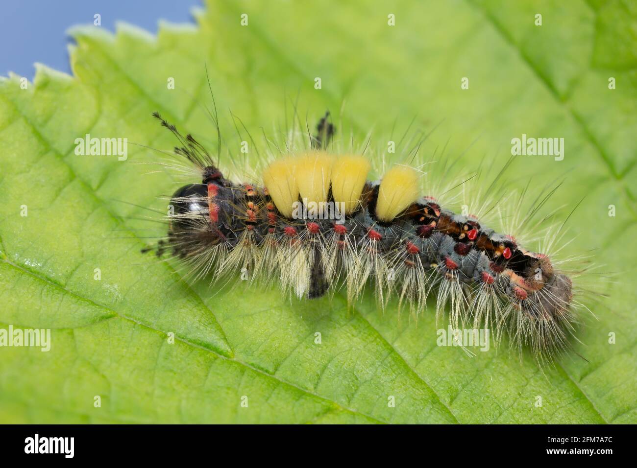 Rusty tussock moth, Orgyia antiqua larva on leaf Stock Photo