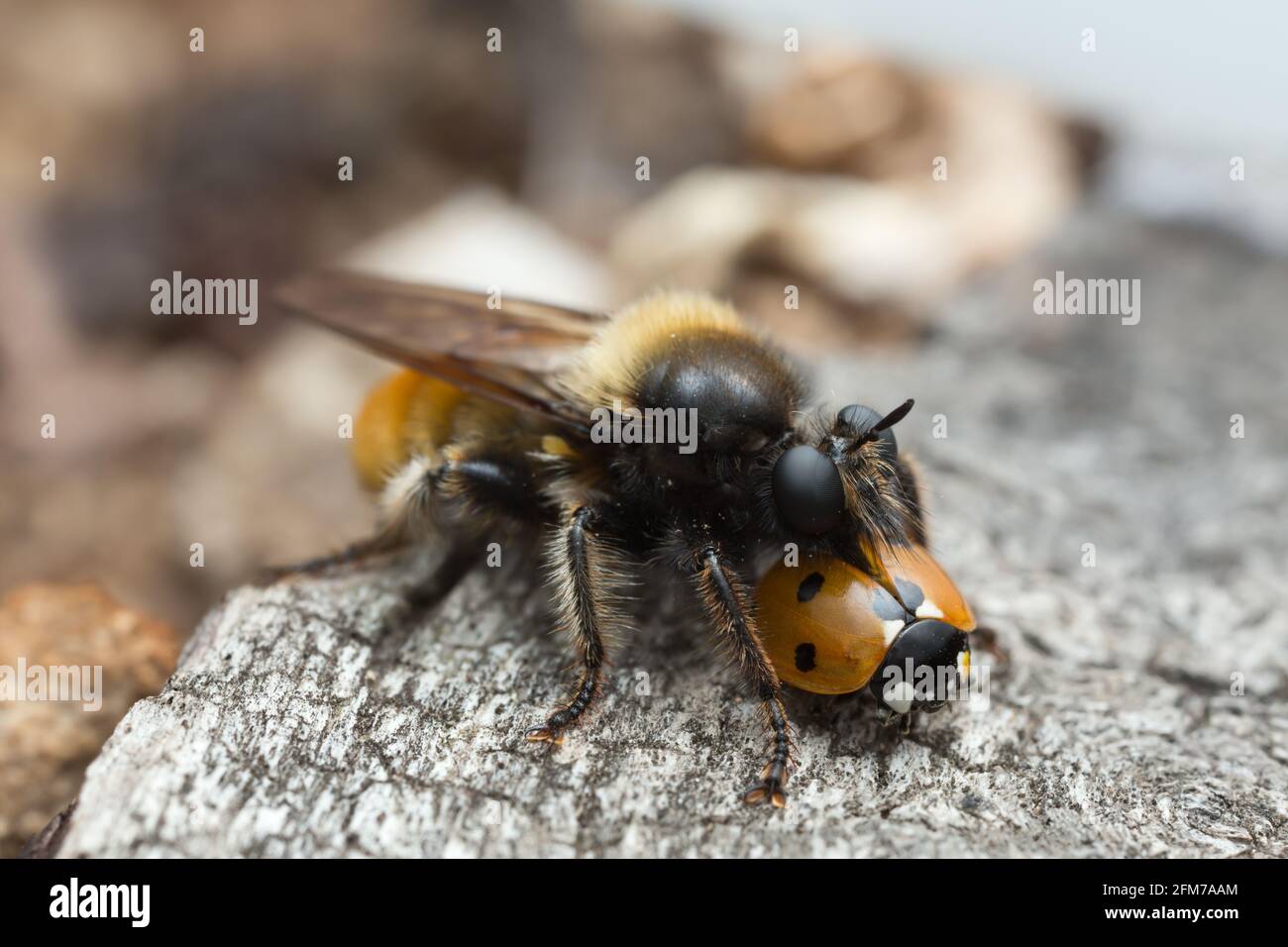 Robber fly, Laphria flava feeding on ladybug Stock Photo