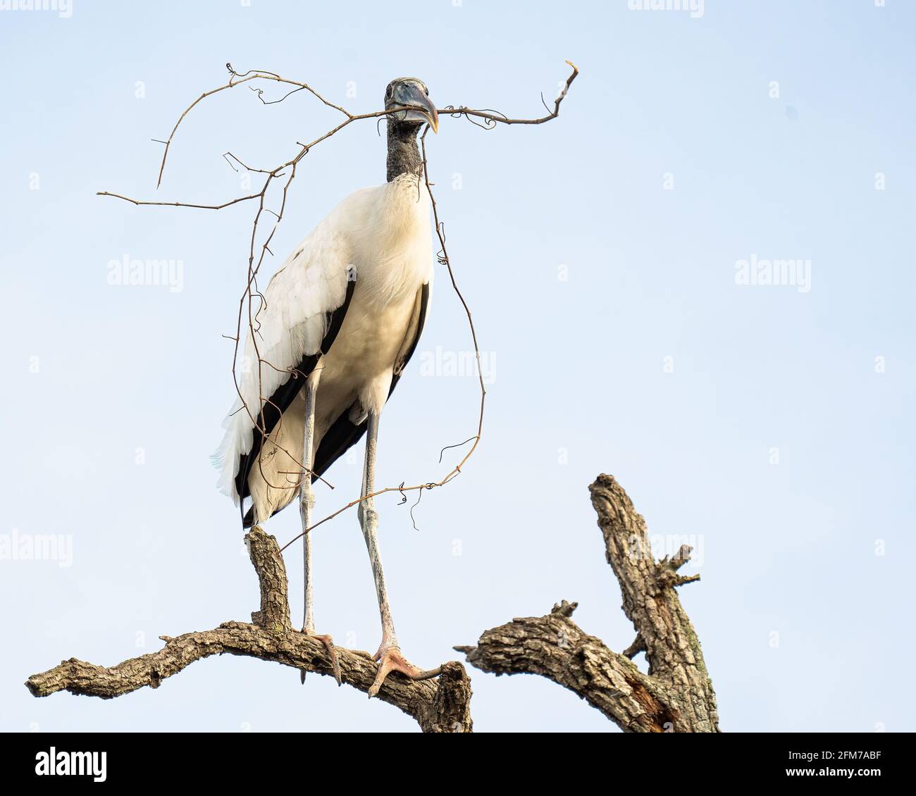 Wood Stork with Stick for his Nest Stock Photo