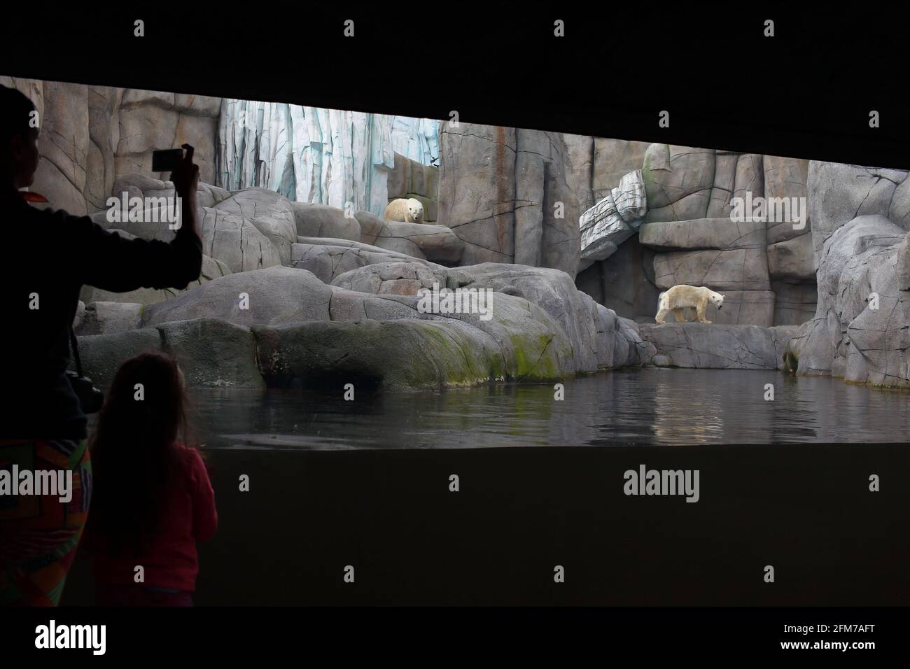 mother and daughter watching polar bears in Hagenbeck zoo Hamburgh Stock Photo