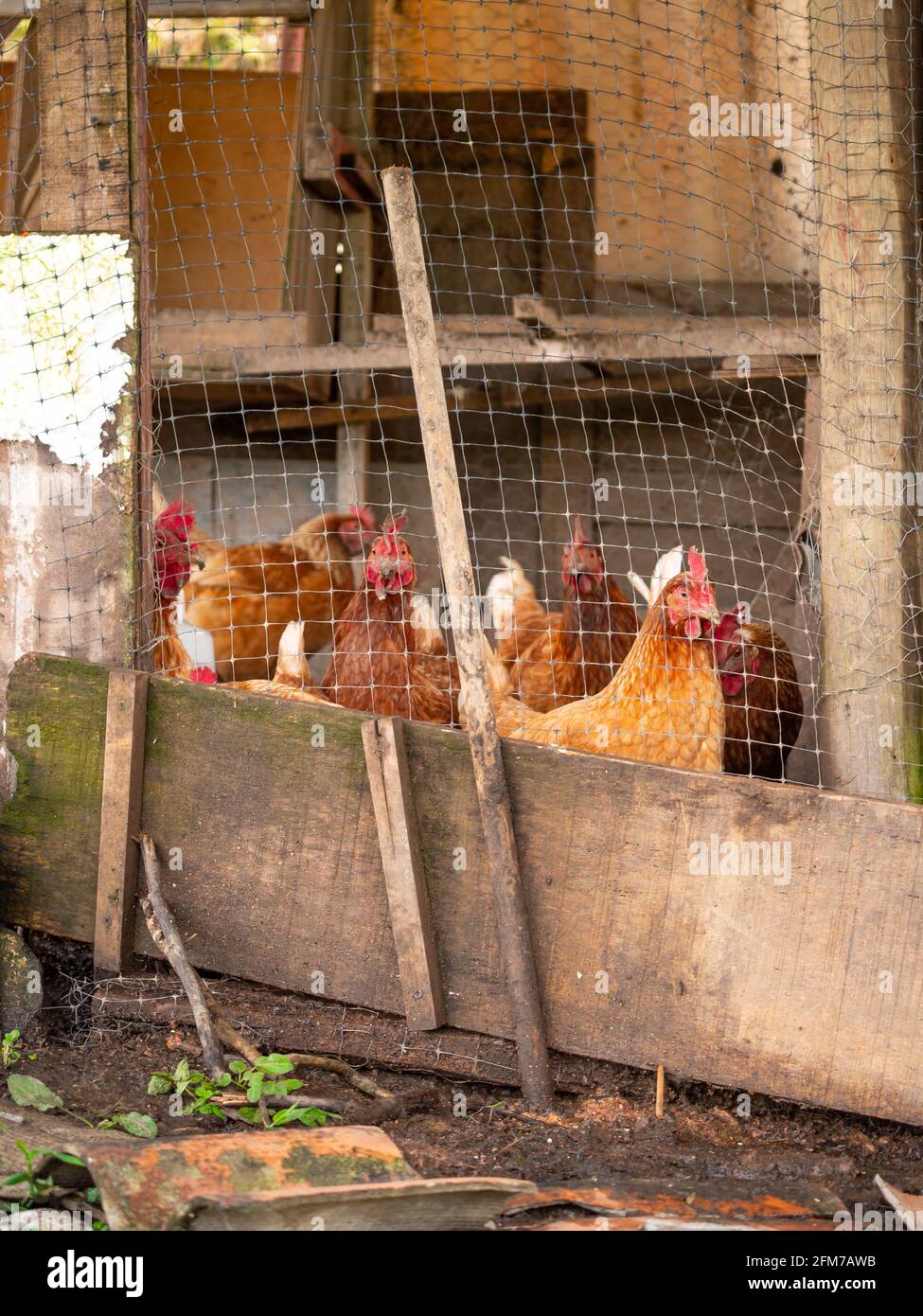 Brown Hens Locked up in a Small Chicken Yard Trying to Escape Outside