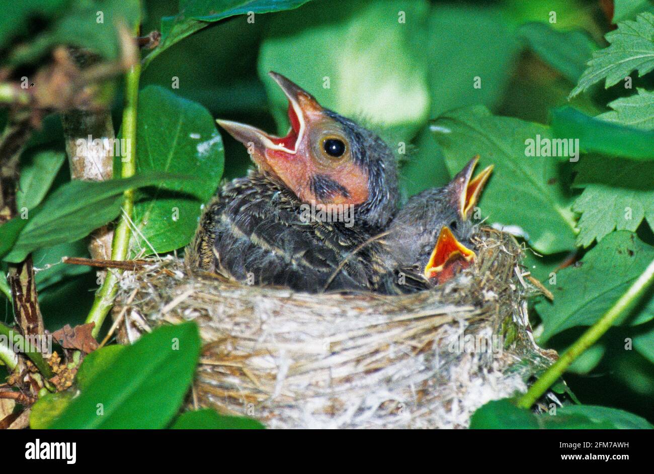 Brown headed cowbird chick in yellow warbler nest Stock Photo - Alamy