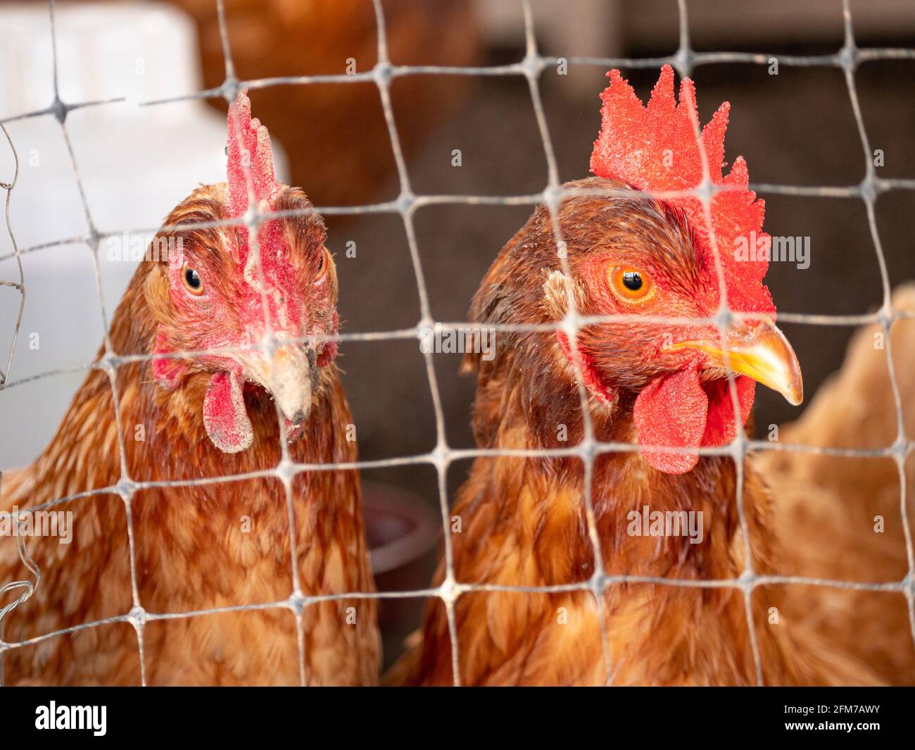 Brown Hens Locked up in a Small Chicken Yard Trying to Escape Outside