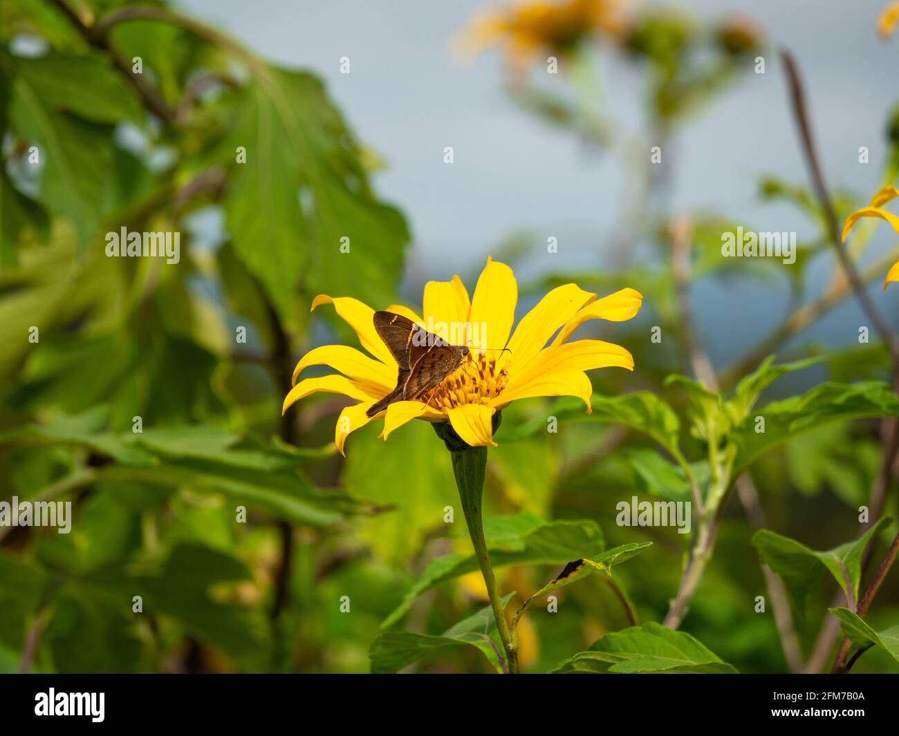 The Brown Longtail (Urbanus procne), a Butterfly on a Yellow Flower in Guatape, Colombia Stock Photo