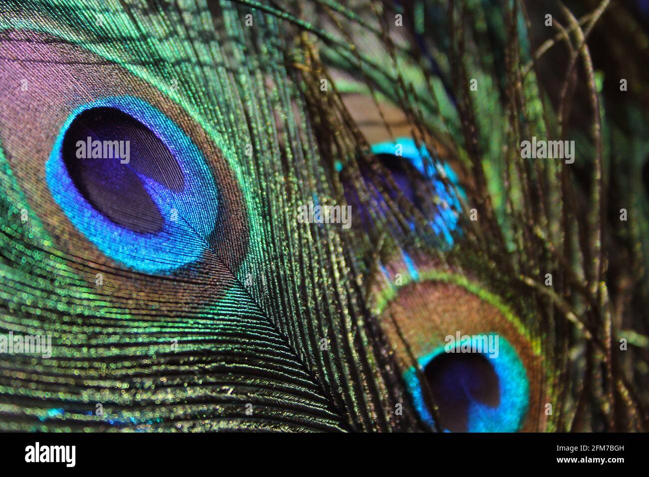 Green and Blue Peacock Feathers Close-up Stock Photo - Alamy