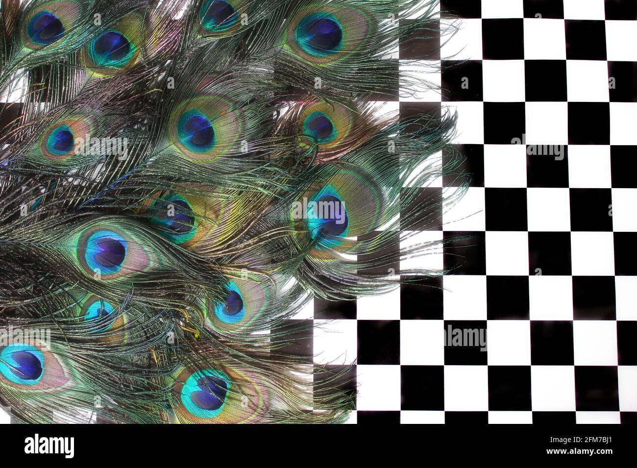 Green and Blue Peacock Feathers Close-up Stock Photo - Alamy