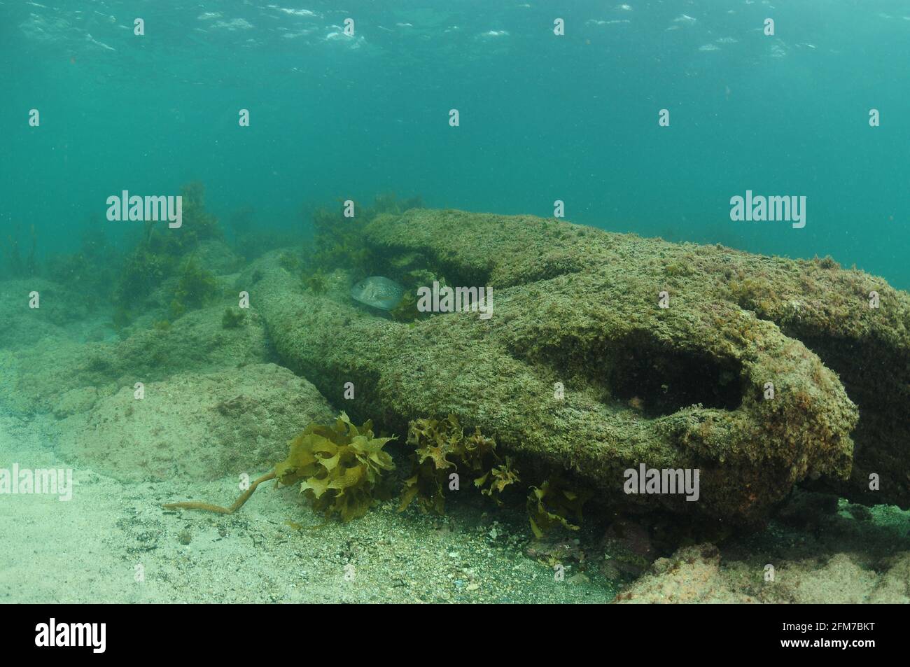 Remnants of large tree trunk submerged in shallow water providing fish with hiding spots. Stock Photo