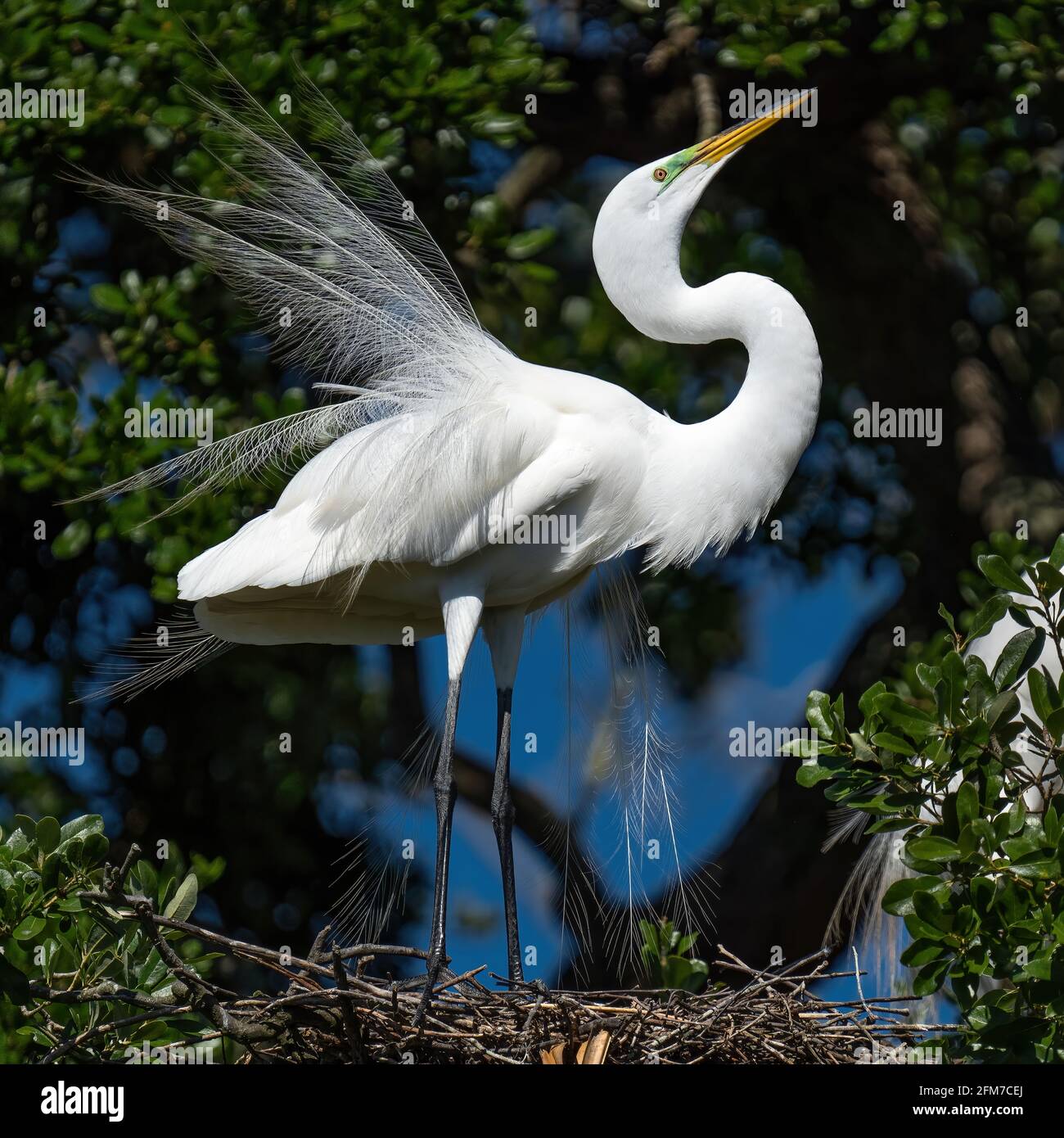 A great egret displaying. Stock Photo