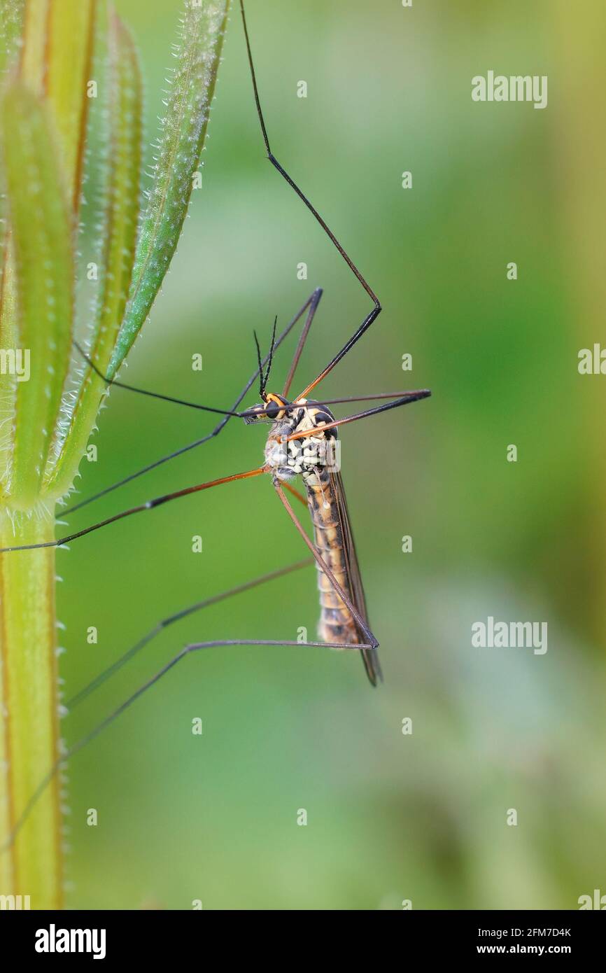 Vertical shot of a spotted crane fly (Nephrotoma appendiculata) on a plant stem Stock Photo