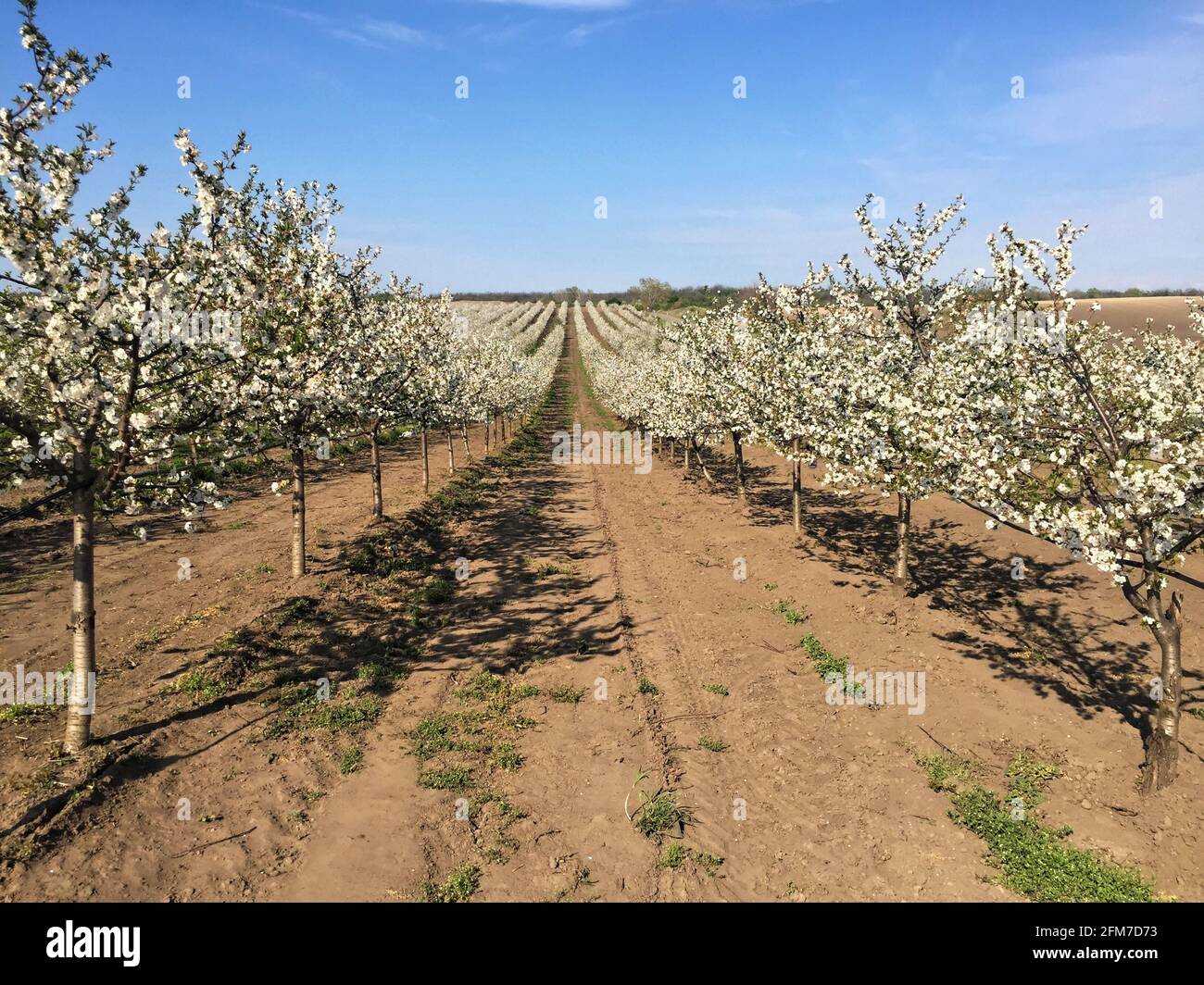Sour cherry orchard in blossom during spring Stock Photo
