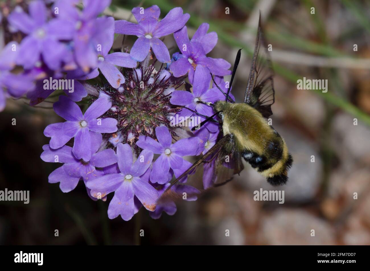 Snowberry Clearwing, Hemaris diffinis, in flight and nectaring from Rose Mock Vervain, Glandularia canadensis Stock Photo