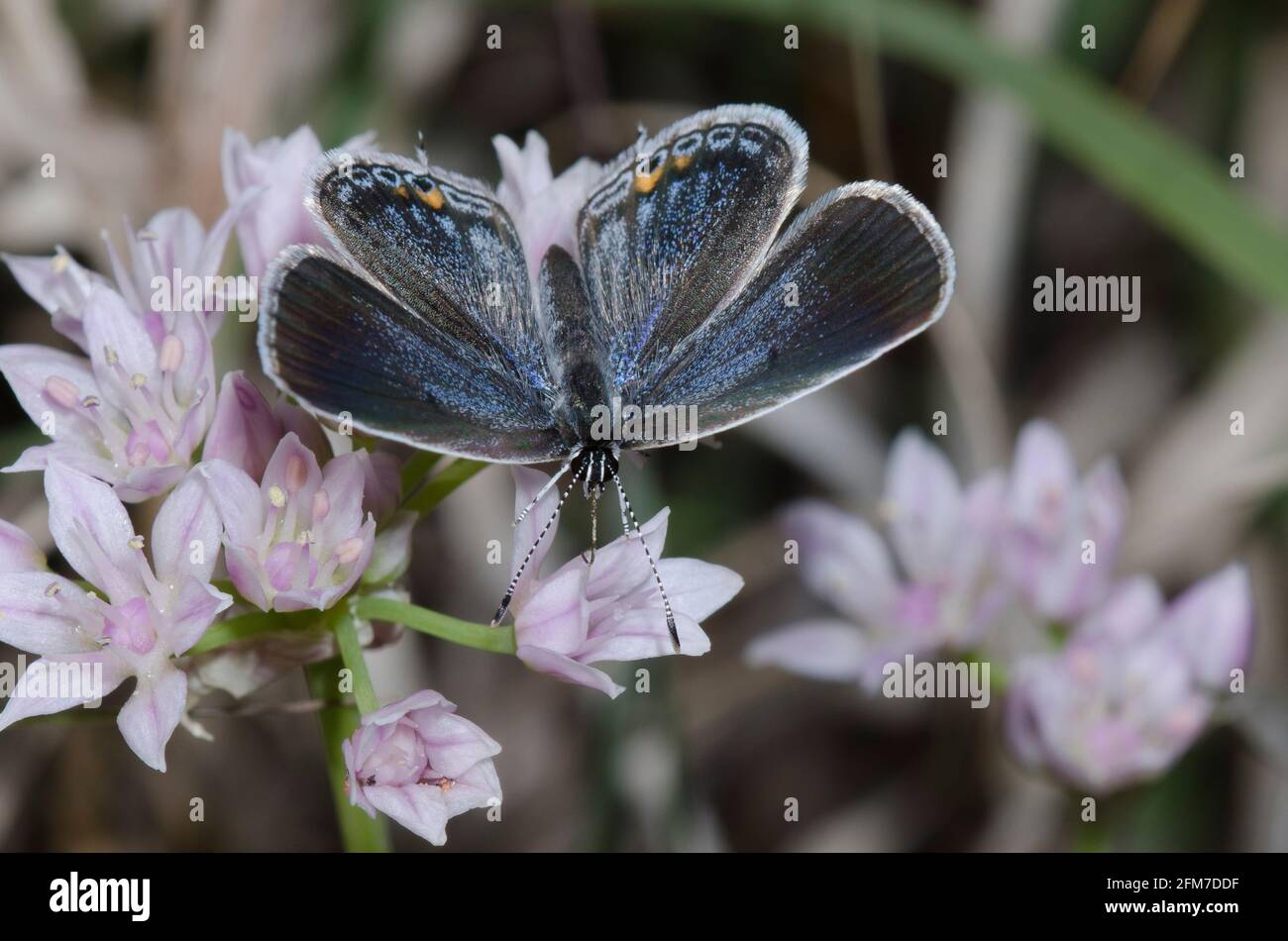 Eastern Tailed-blue, Cupido comyntas, female nectaring from meadow garlic, Allium canadense Stock Photo