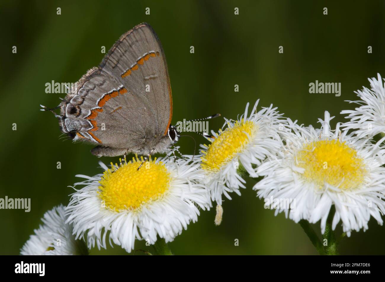 Red-banded Hairstreak, Calycopis cecrops, nectaring from Fleabane, Erigeron sp. Stock Photo