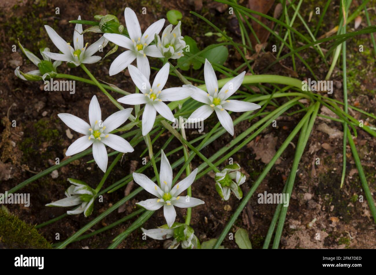 Garden star-of-Bethlehem, Ornithogalum umbellatum Stock Photo - Alamy