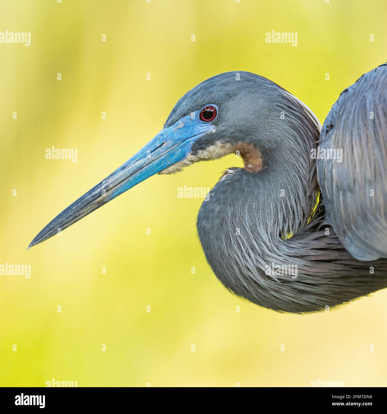 Tri-colored Heron Perched against Setting Sun Stock Photo