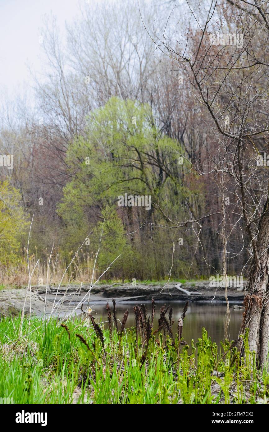 PointeYamachiche natural reserve Stock Photo Alamy