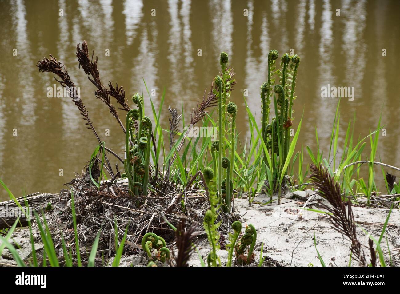 PointeYamachiche natural reserve Stock Photo Alamy