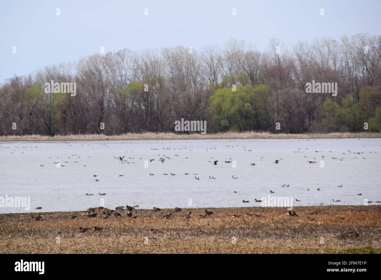 PointeYamachiche natural reserve Stock Photo Alamy