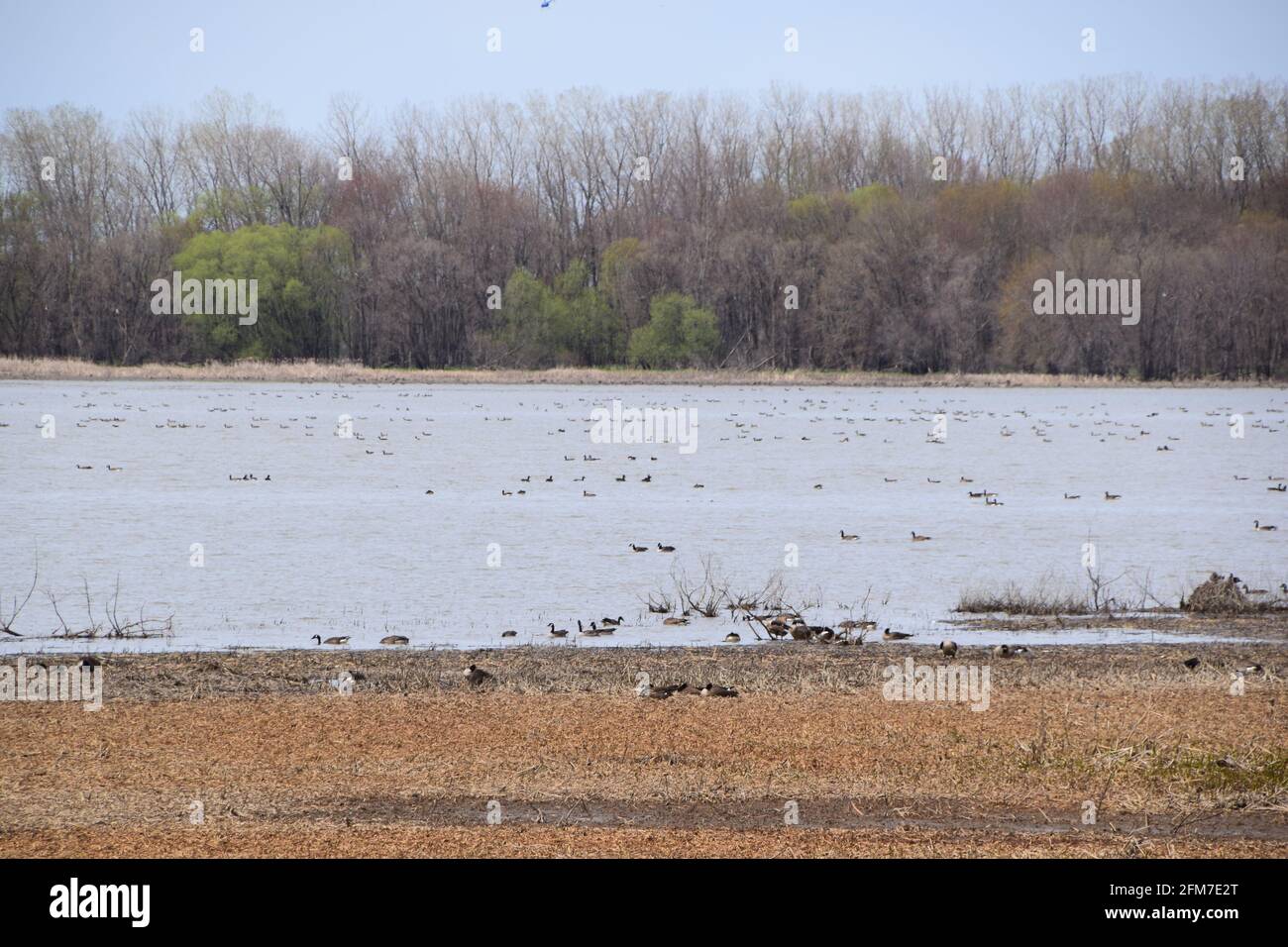 PointeYamachiche natural reserve Stock Photo Alamy