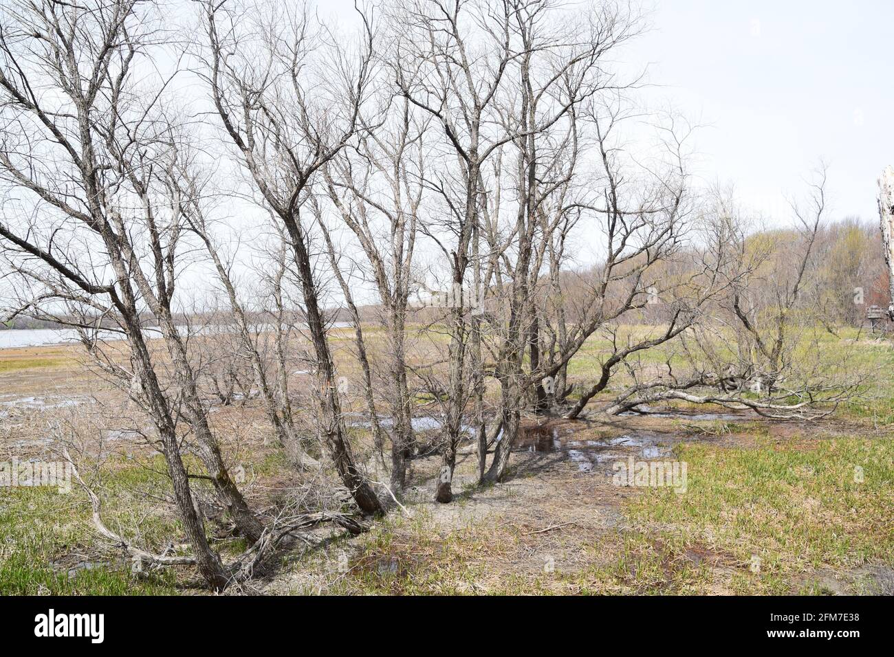 PointeYamachiche natural reserve Stock Photo Alamy