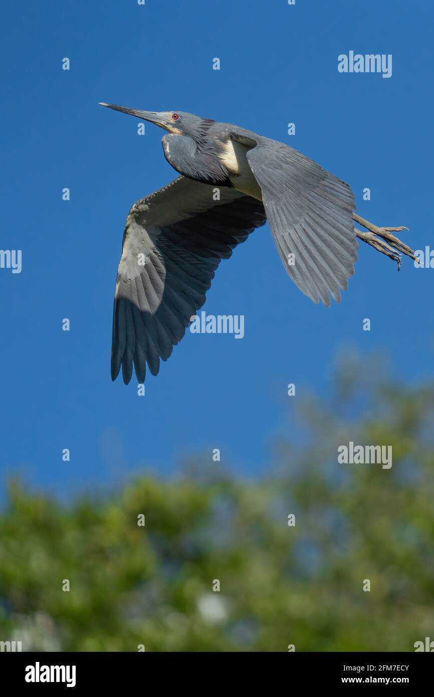 A Tri-colored heron climbing into the sky Stock Photo