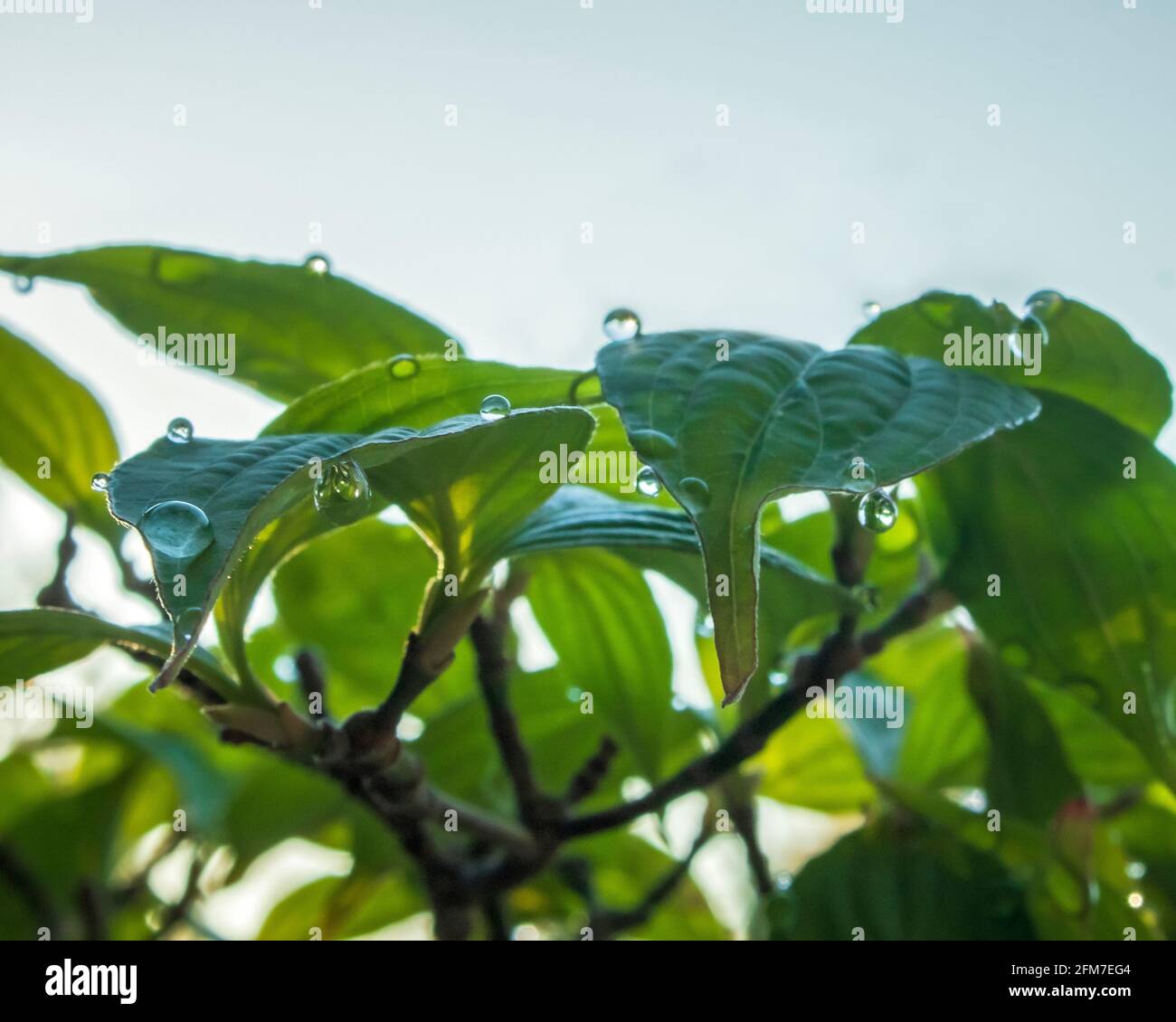 Morning dew hanging on the leaves of a dogwood tree Stock Photo