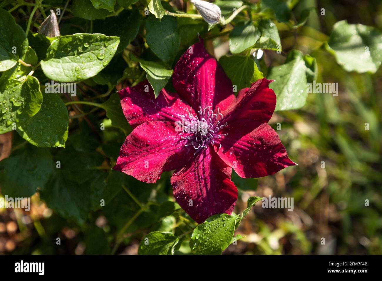 Red flower of the Nubia Boulevard Clematis blooms in Naples, Florida in a  botanical garden Stock Photo - Alamy