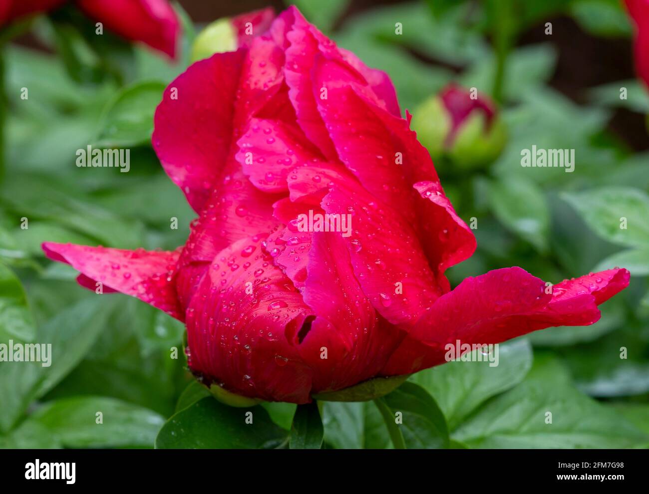 Red fish shaped rose in bloom Stock Photo - Alamy