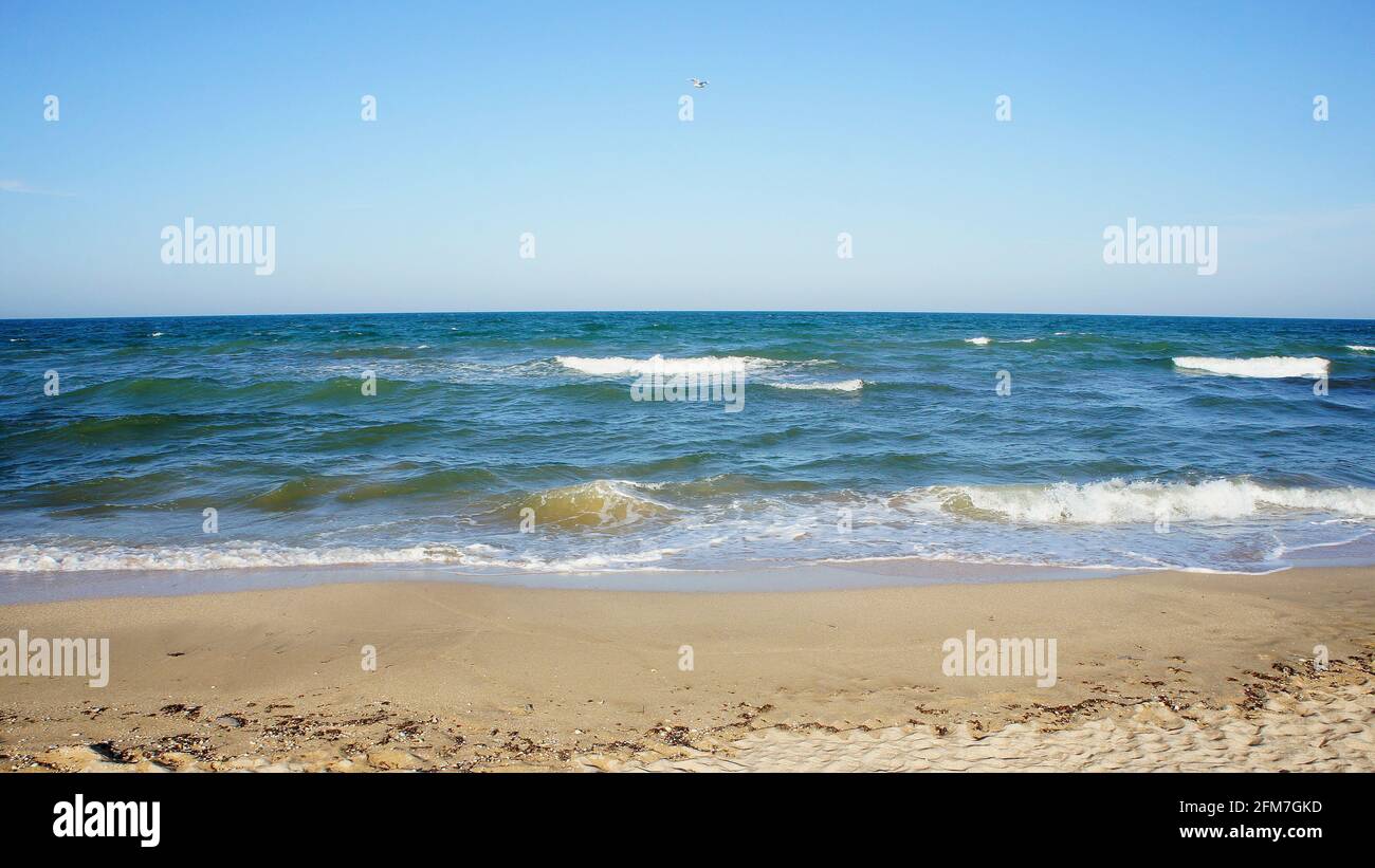 sea. ocean. sea surface, light waves, a deserted beach and a lone seagull in a cloudless sky. horizon line. dark blue water, clean sandy beach. Stock Photo