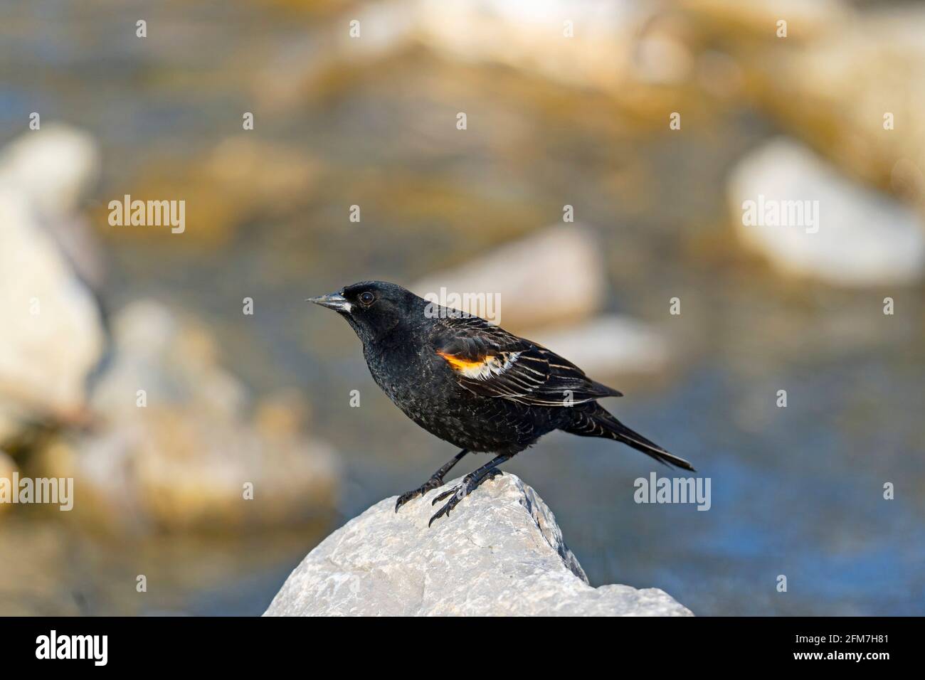 Red-winged Blackbird,( Agelaius phoeniceus), Young  Male, Bird in Spring Stock Photo