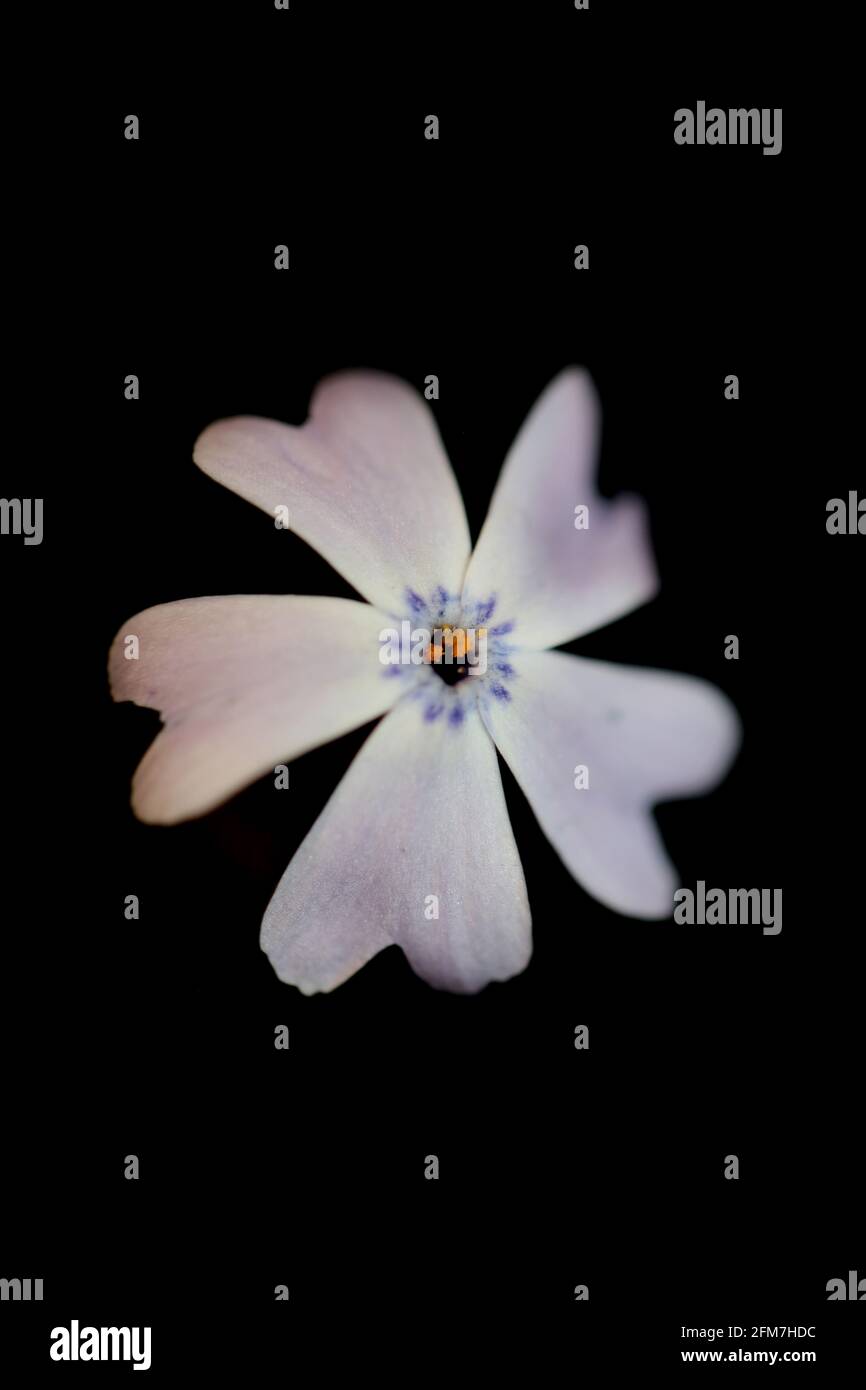 Flower blossom macro Phlox sabulata L. family polemoniaceae botanical modern background high quality big size educational prints Stock Photo