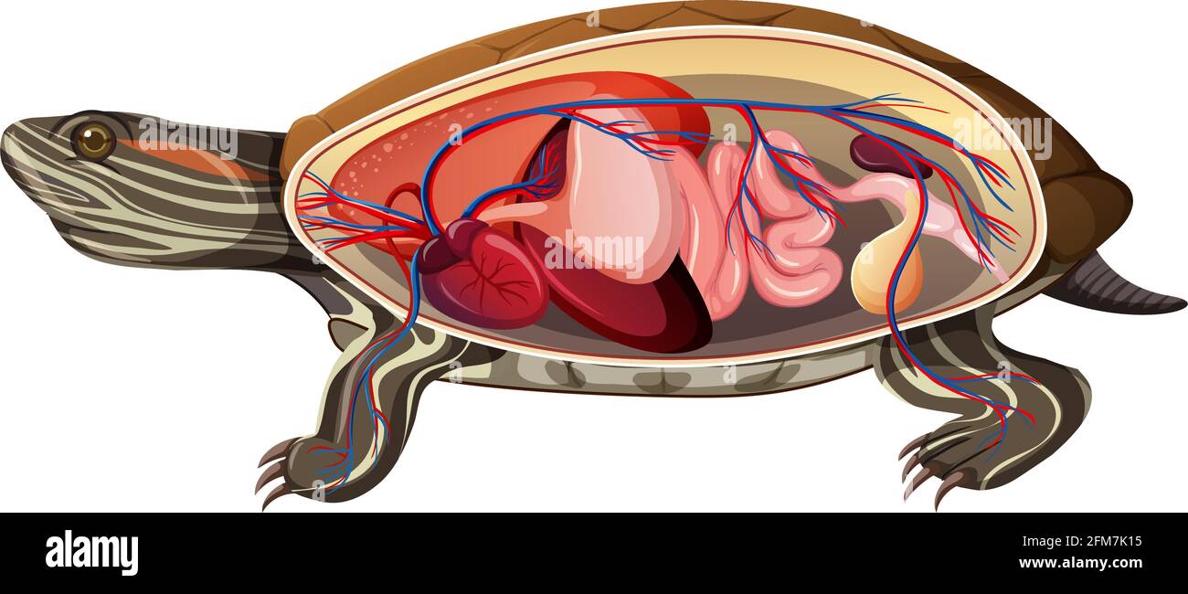 Anatomy Turtle High Resolution Stock Photography And Images Page 2 Alamy Anatomy Turtle High Resolution Stock Photography And Images Page 2 Alamy