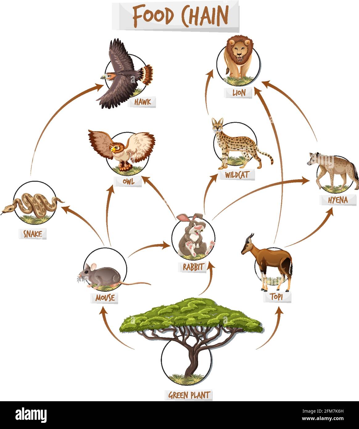 Food chain forest illustration Cut Out Stock Images & Pictures Alamy