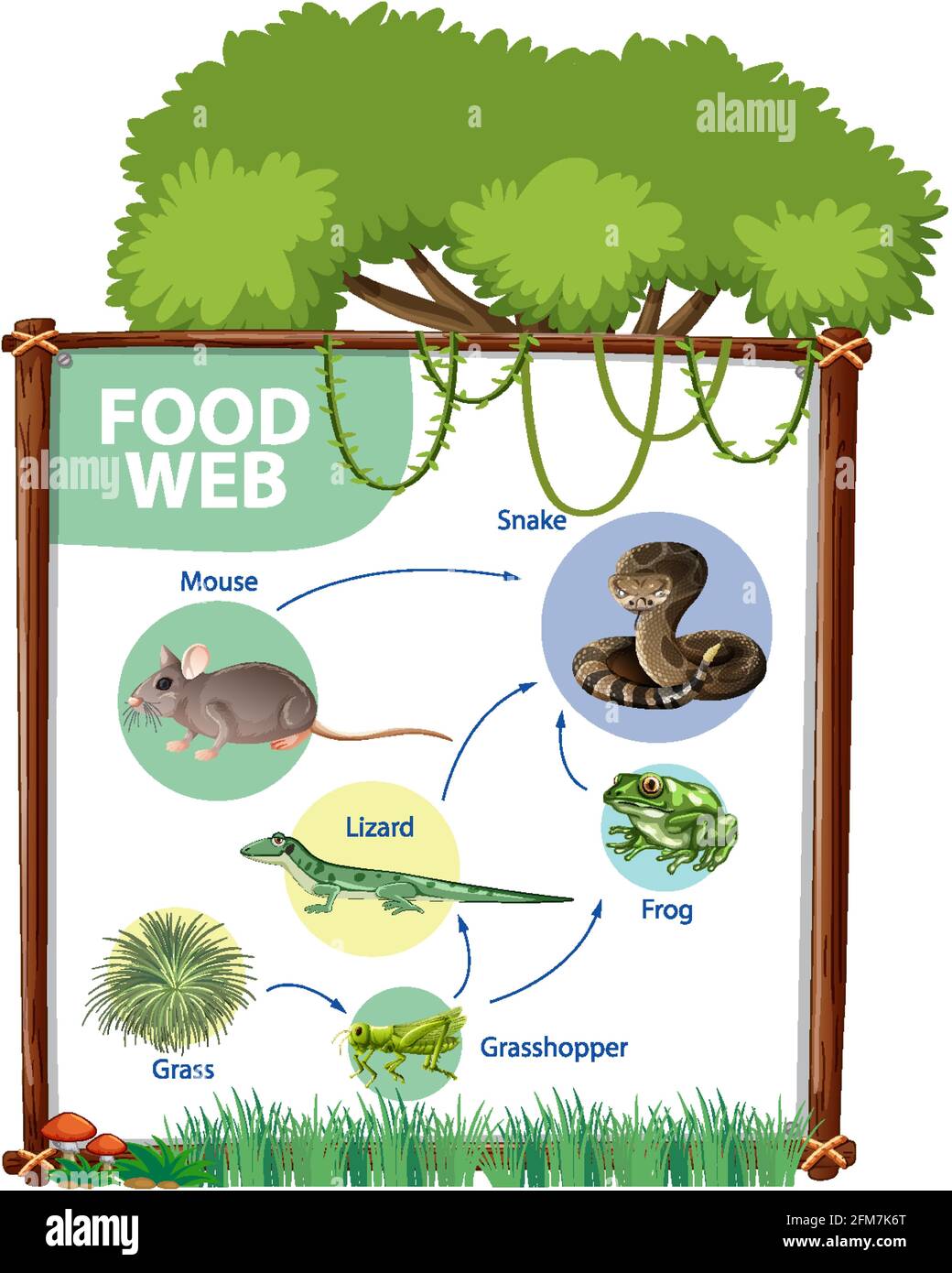 Food chain diagram concept illustration Stock Vector Image & Art Alamy